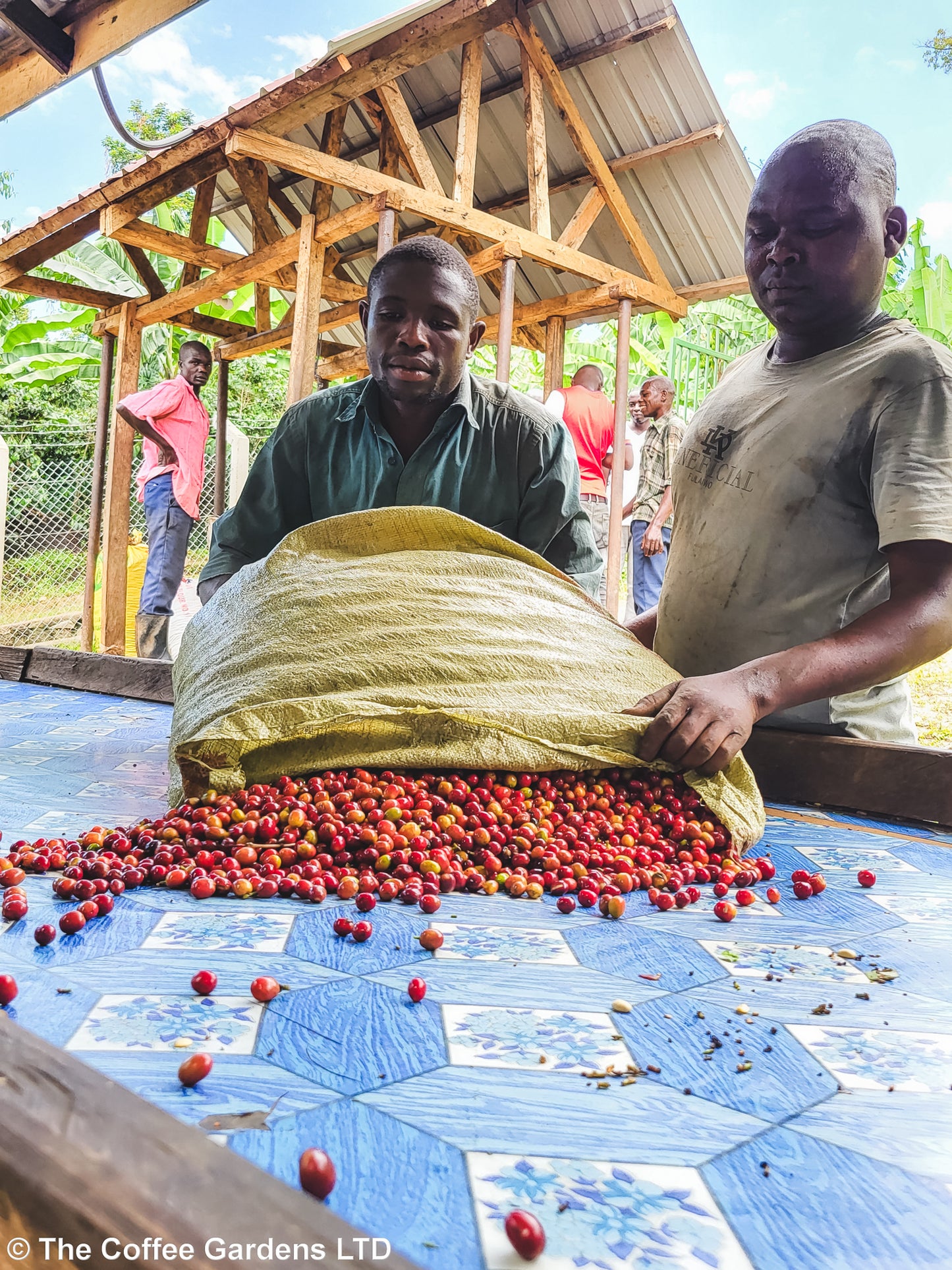 Buwobodeya / Washed / Uganda / 250g