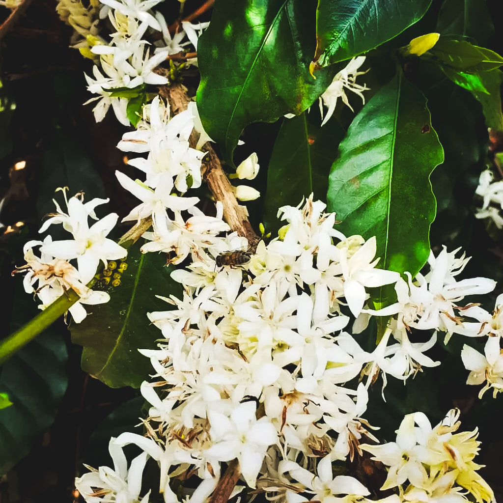 Sitio Fazendinha Espresso / Natural / Brazil 250g