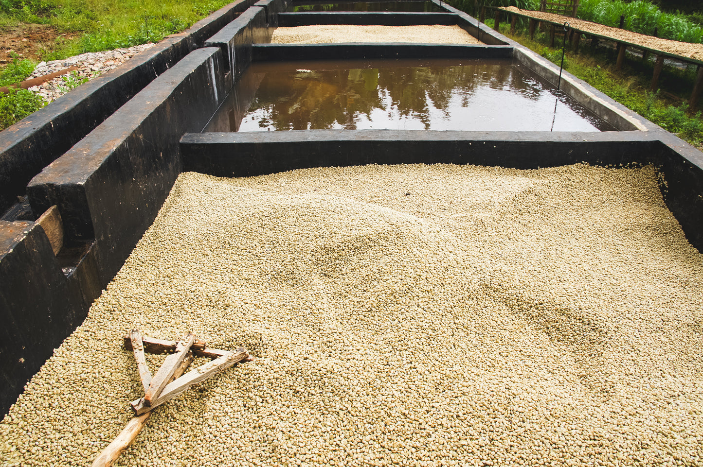 Kagumoini / Washed / Kenya / 250g