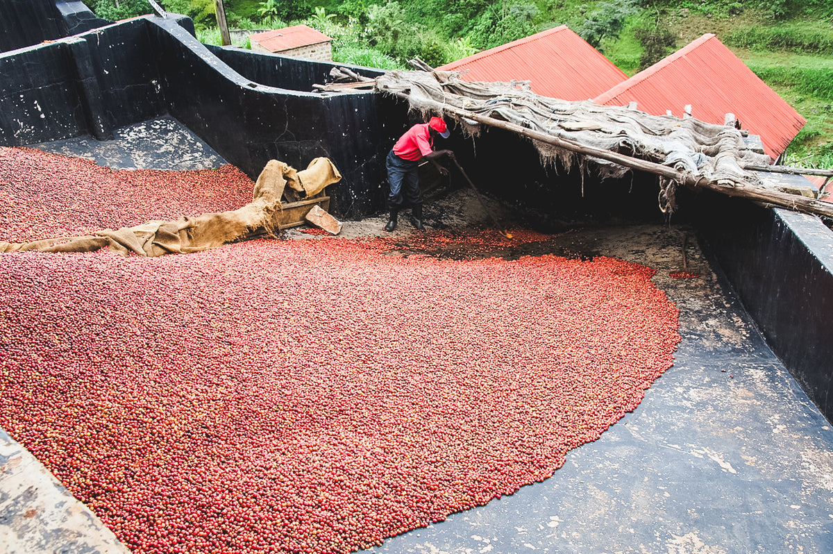Kii / Washed / Kenya / 250g