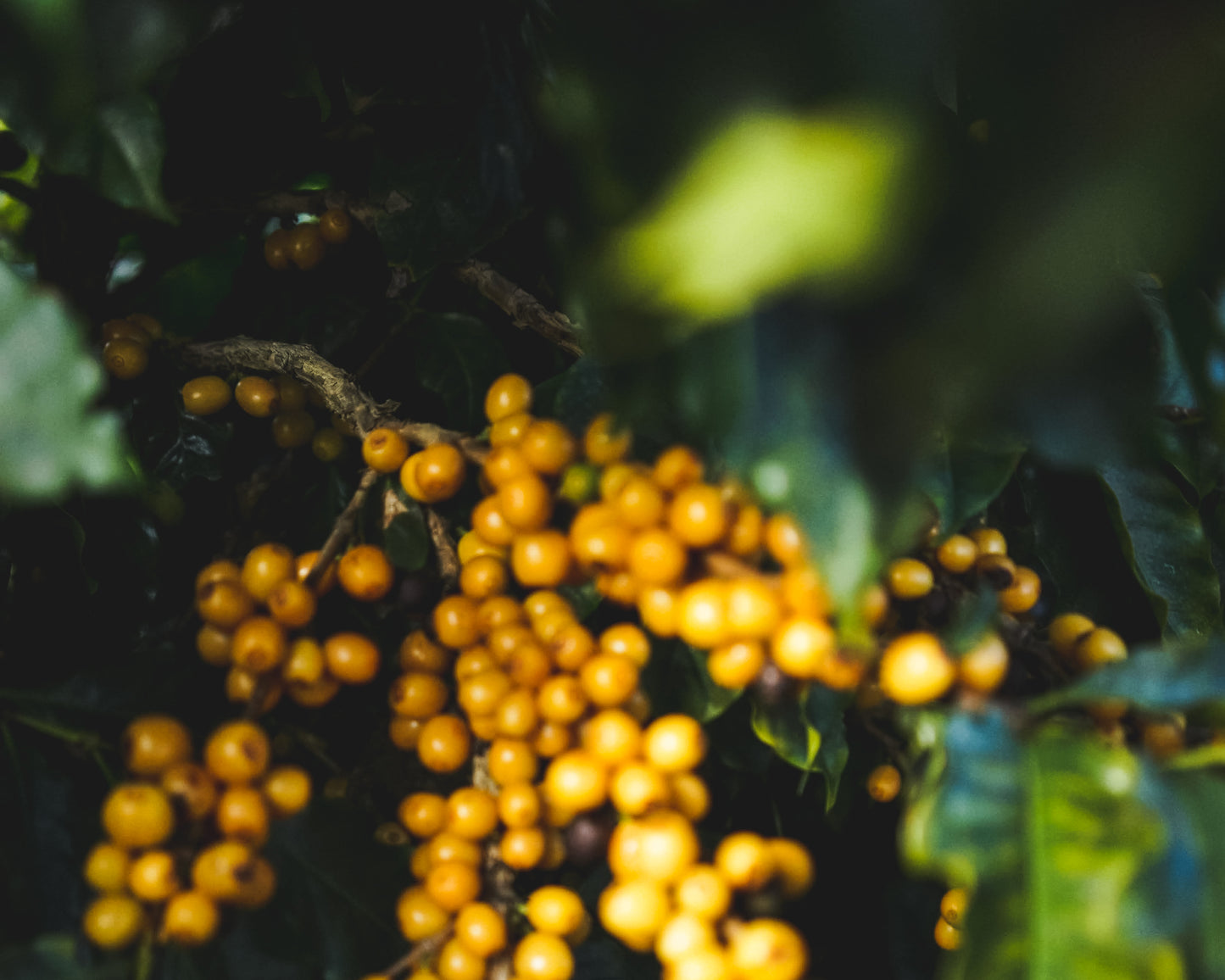 Augusto Borges Espresso / Natural / Brazil 250g