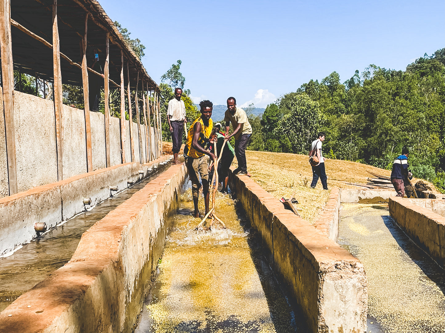 Bensa Segera Espresso / Natural / Ethiopia / 250g