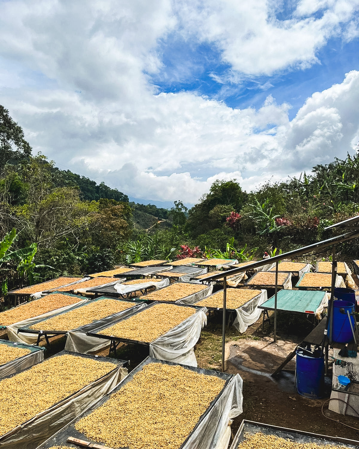 Christmas Coffee / Los Cuarteles / Red Honey / Costa Rica / 250g
