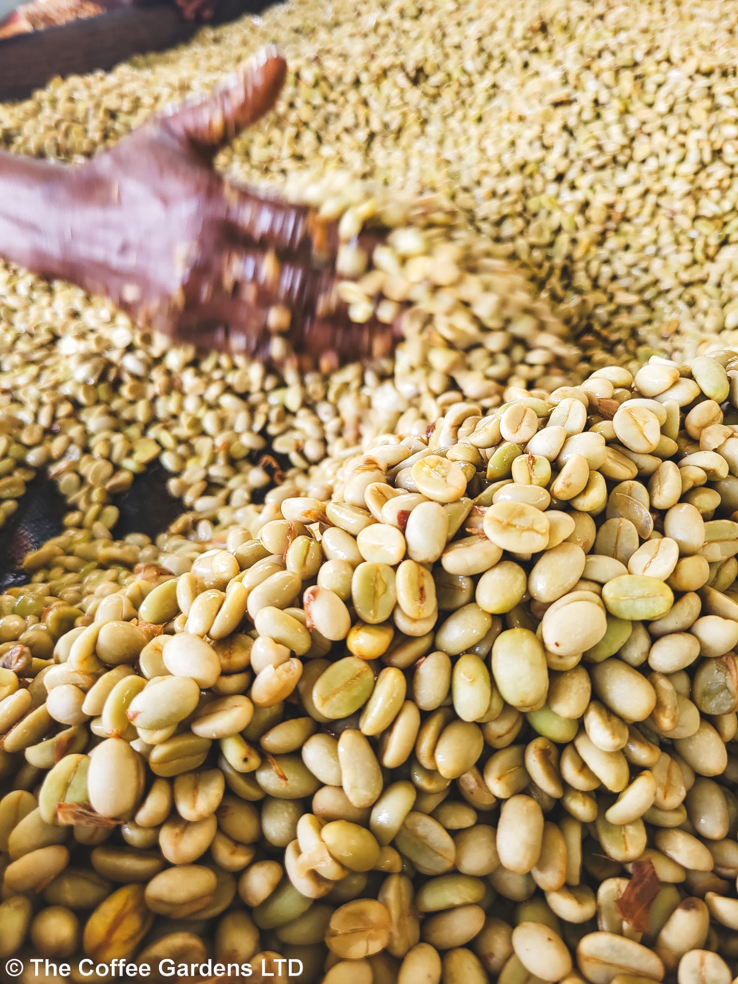 Buwobodeya / Washed / Uganda / 250g