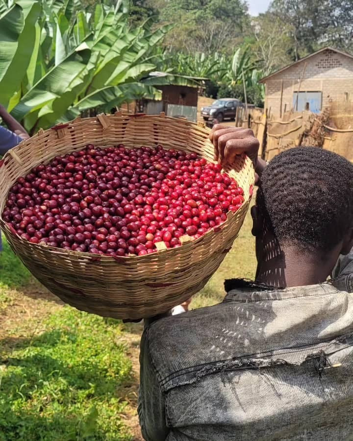 Chelchele Espresso / Washed / Ethiopia