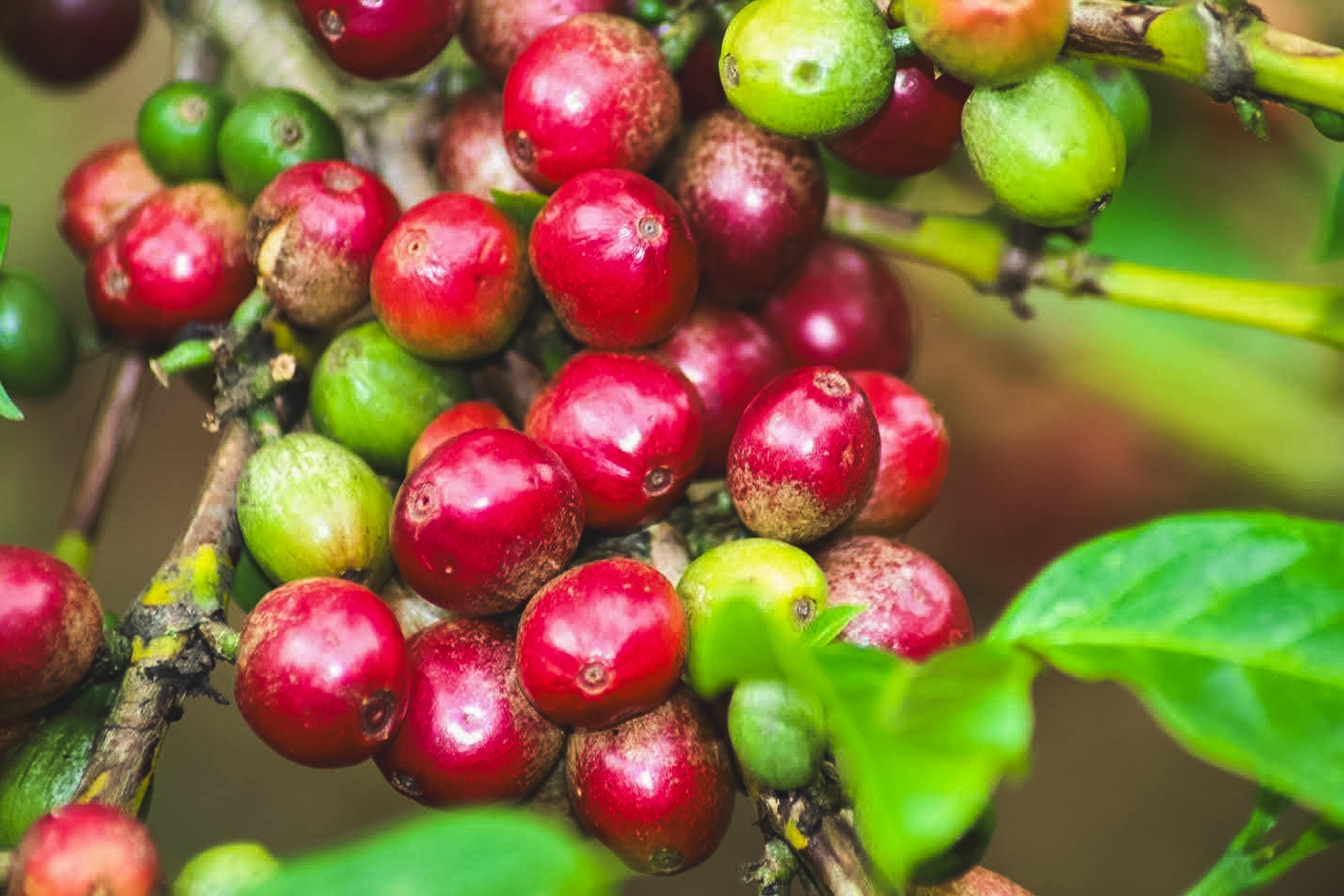 Kamagogo / Washed / Kenya / 250g