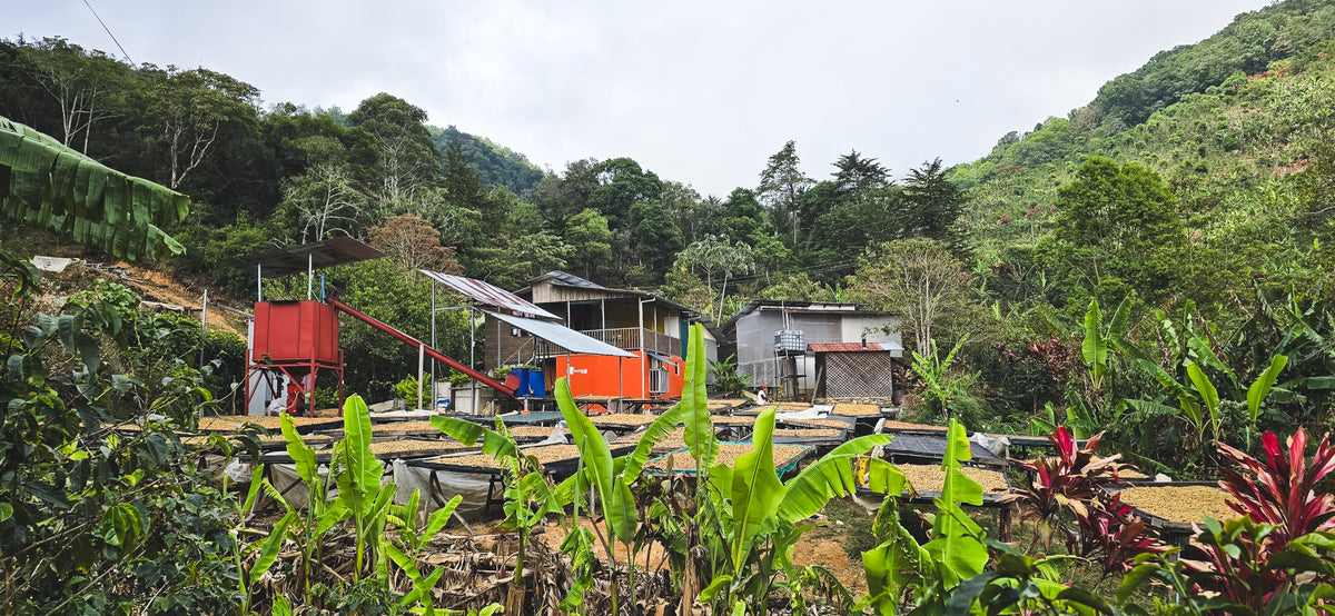Christmas Coffee / Los Cuarteles / Red Honey / Costa Rica / 250g
