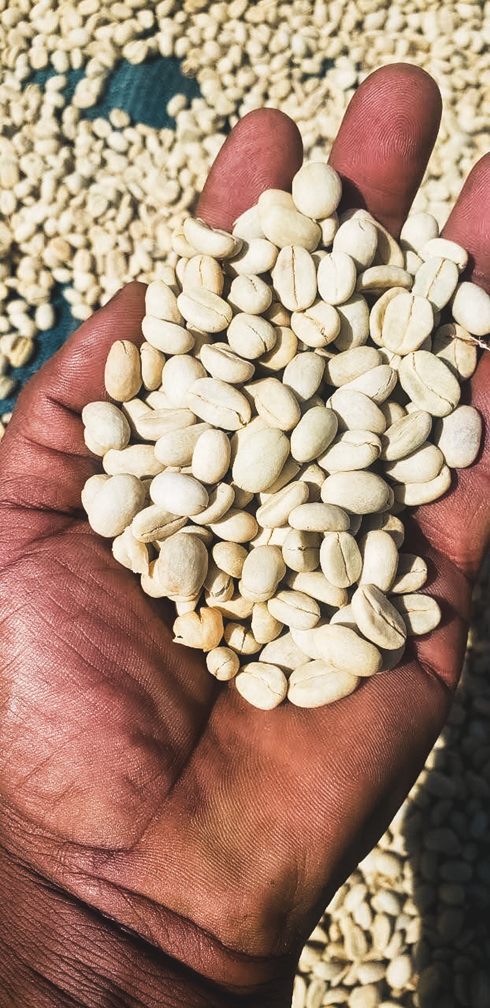 Siko / Washed / Ethiopia / 250g