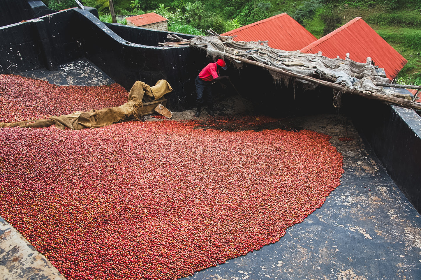 Gicherori / Washed / Kenya / 250g