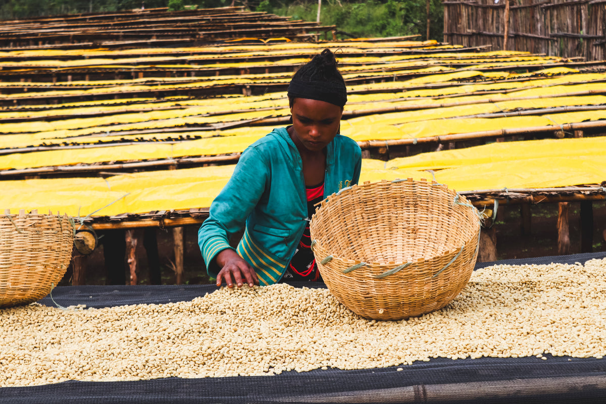 Siko / Washed / Ethiopia / 250g