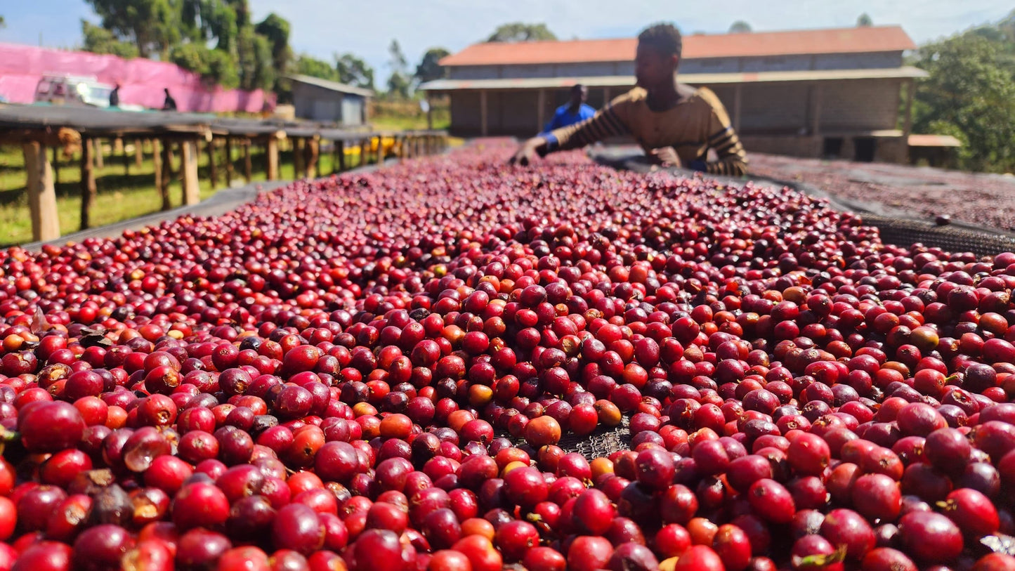 Chelchele Espresso / Washed / Ethiopia
