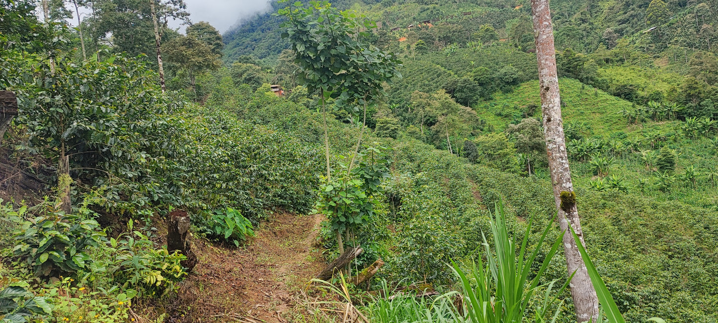 Audina Perez Geisha / Washed / Peru / 100g
