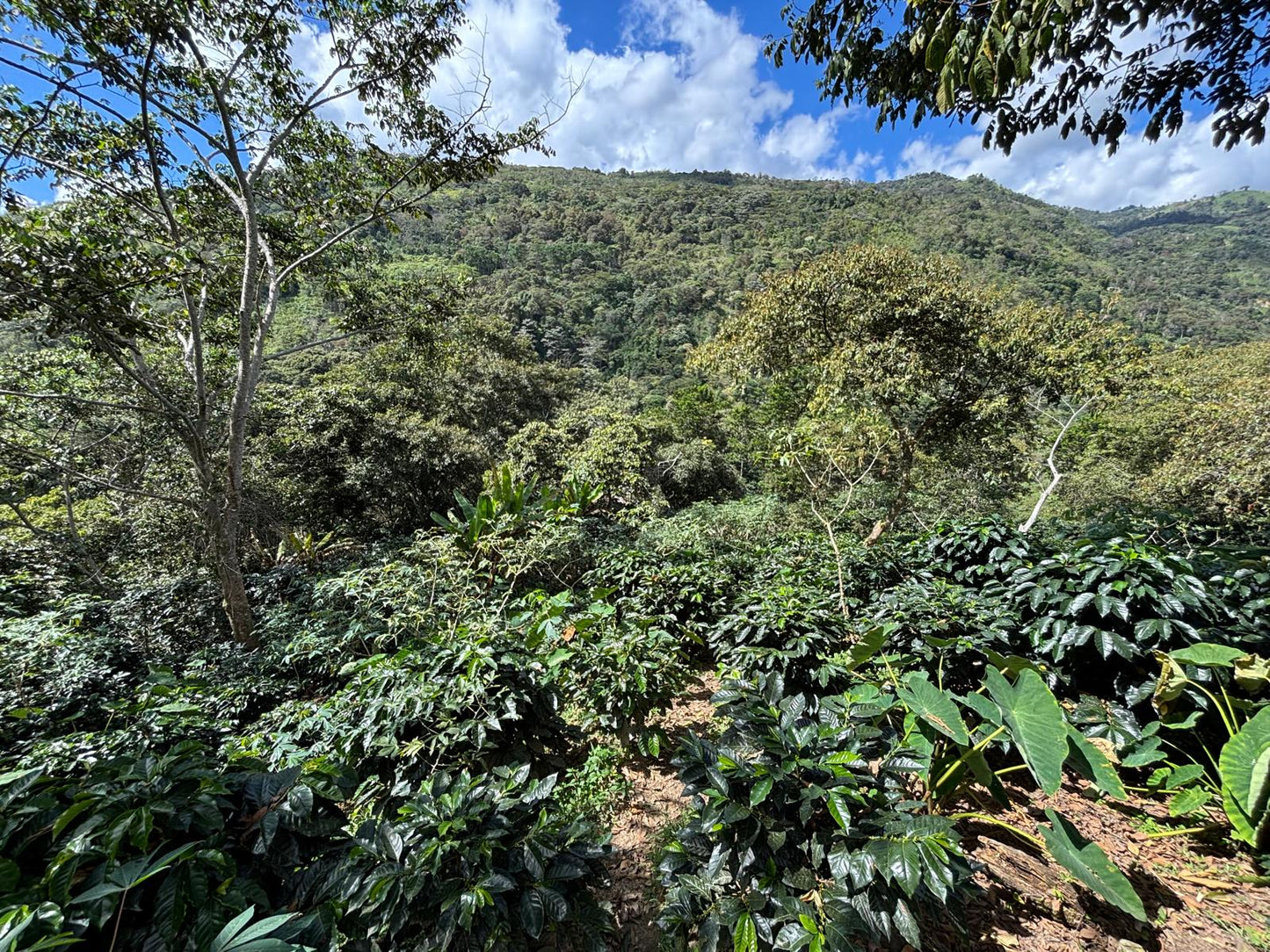Audina Perez Geisha / Washed / Peru / 100g