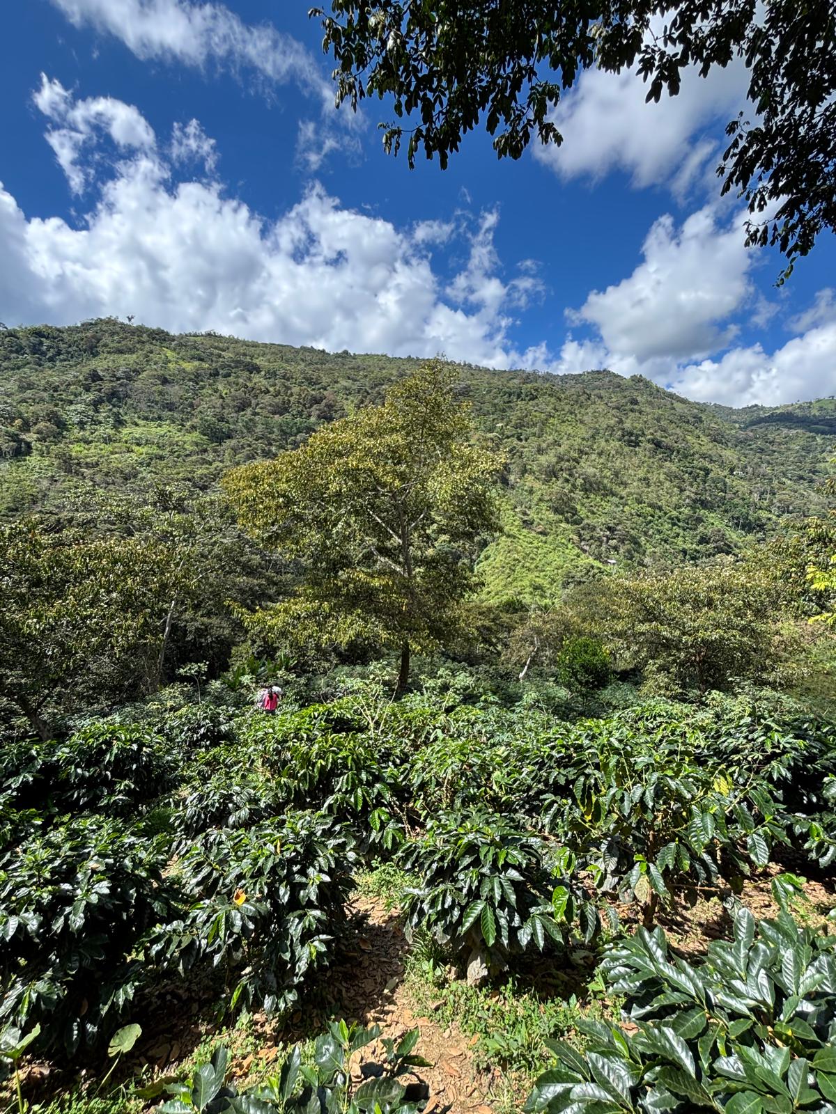Audina Perez Geisha / Washed / Peru / 100g