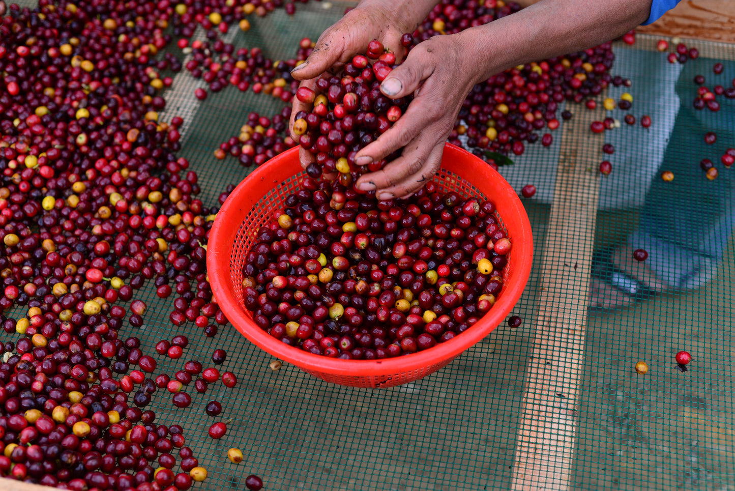 Friends of Fuglen / El Rejo / Washed / Peru 100g