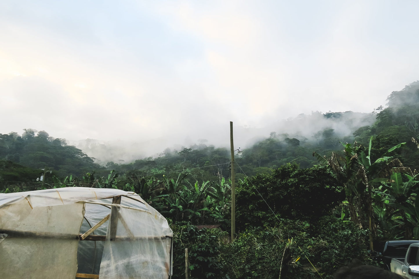 Los Tongos / Washed / Honduras / 250g