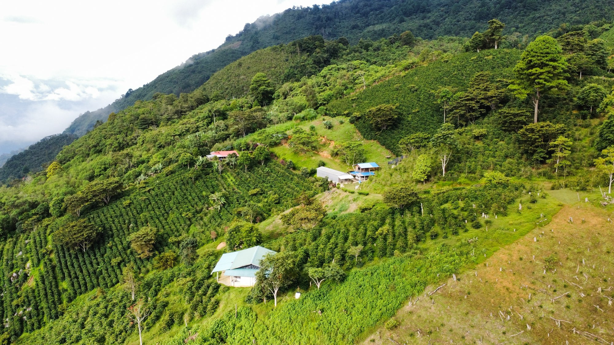 Pre-Order Benjamin Paz Geisha / Friends of Fuglen / Washed / Honduras / 100g