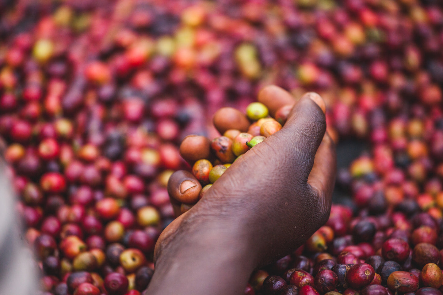 Harmufo / Washed / Ethiopia / 250g