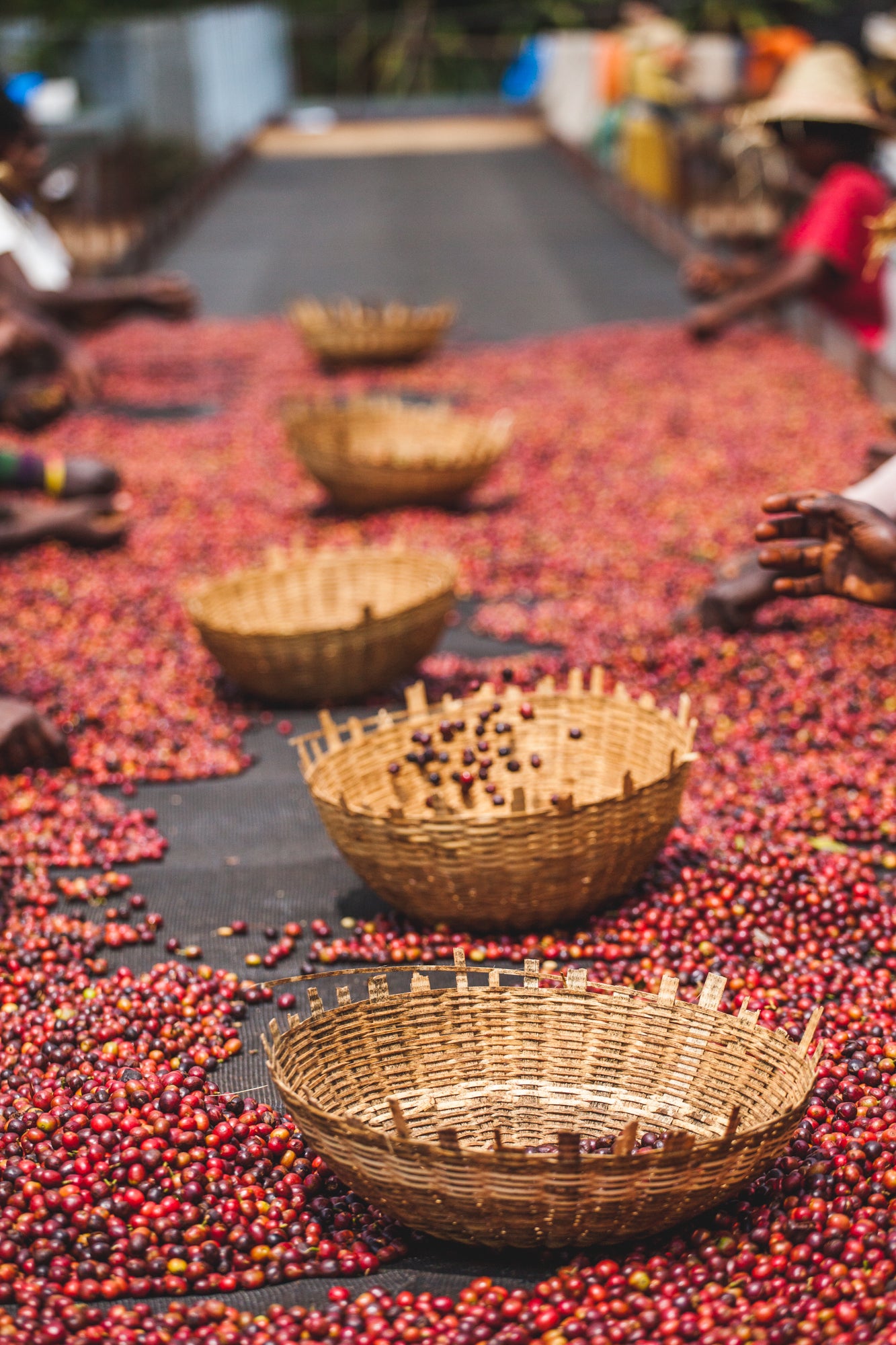 Harmufo / Washed / Ethiopia / 250g