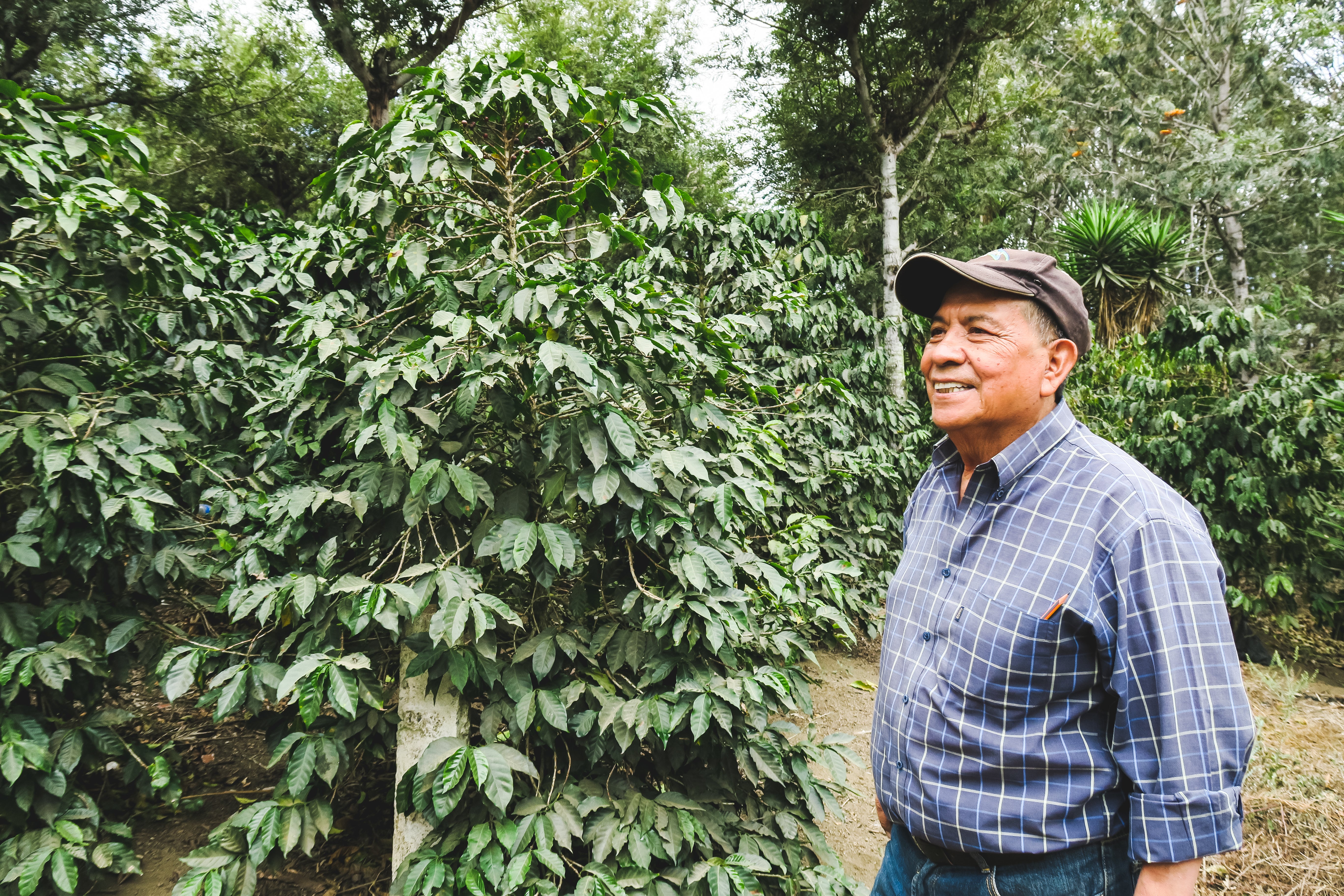 Los Yuc  / Washed / Guatemala / 250g