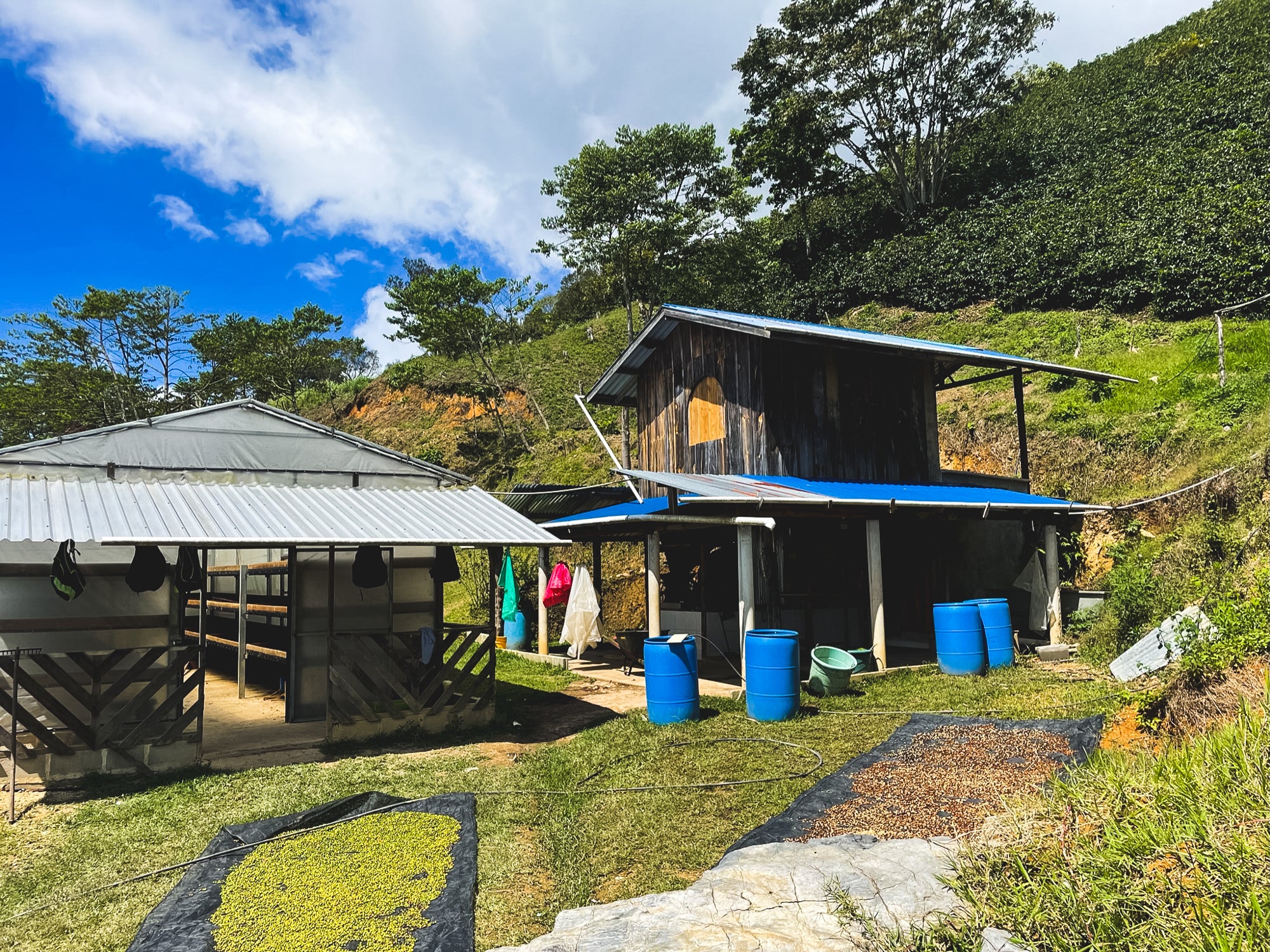 Pre-Order Benjamin Paz Geisha / Friends of Fuglen / Washed / Honduras / 100g