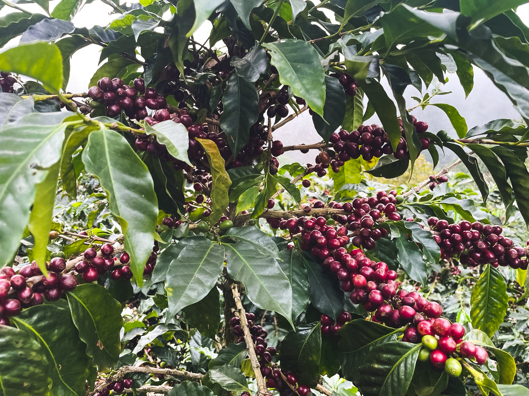 Pre-Order Benjamin Paz Geisha / Friends of Fuglen / Washed / Honduras / 100g