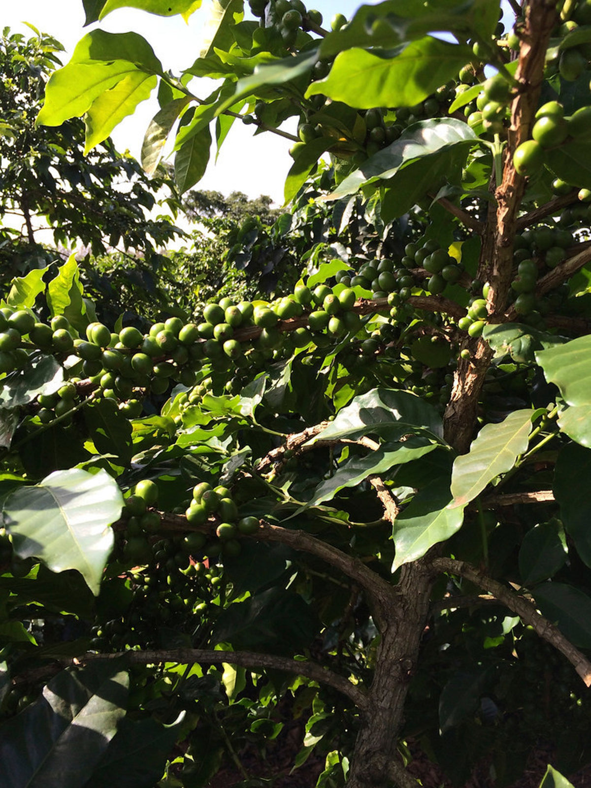 Kii / Washed / Kenya / 250g