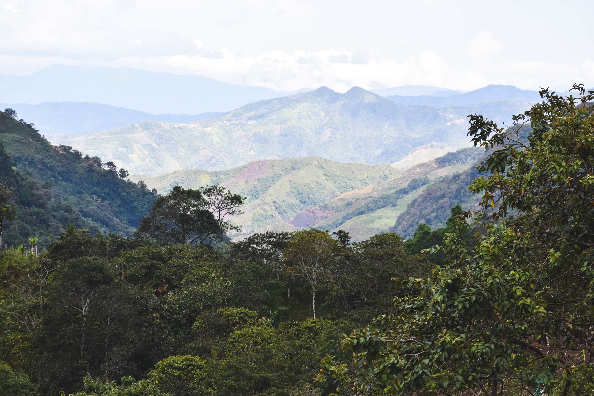 La Chancha / Washed / Peru 250g