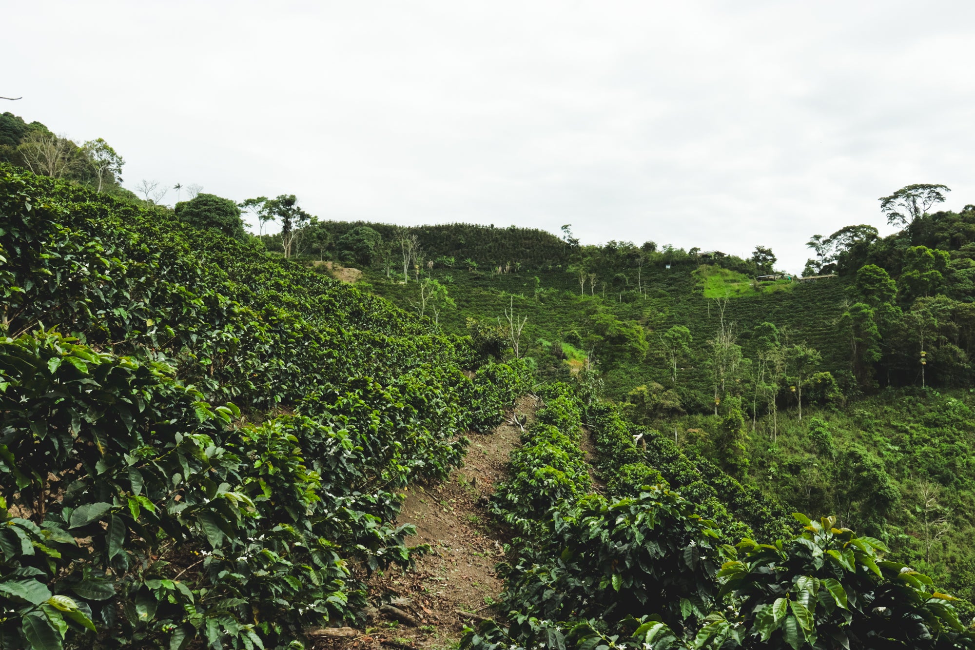 La Palta (Organic) / Washed / Peru / 250g