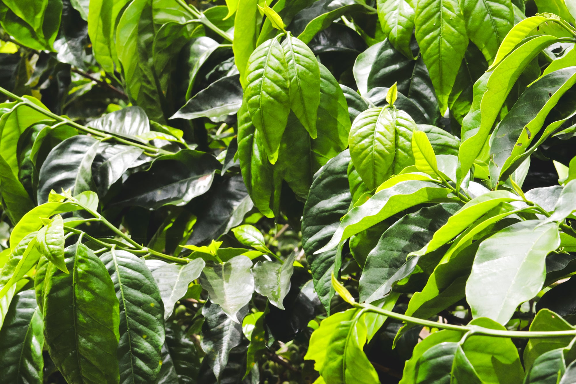 La Palta (Organic) / Washed / Peru / 250g