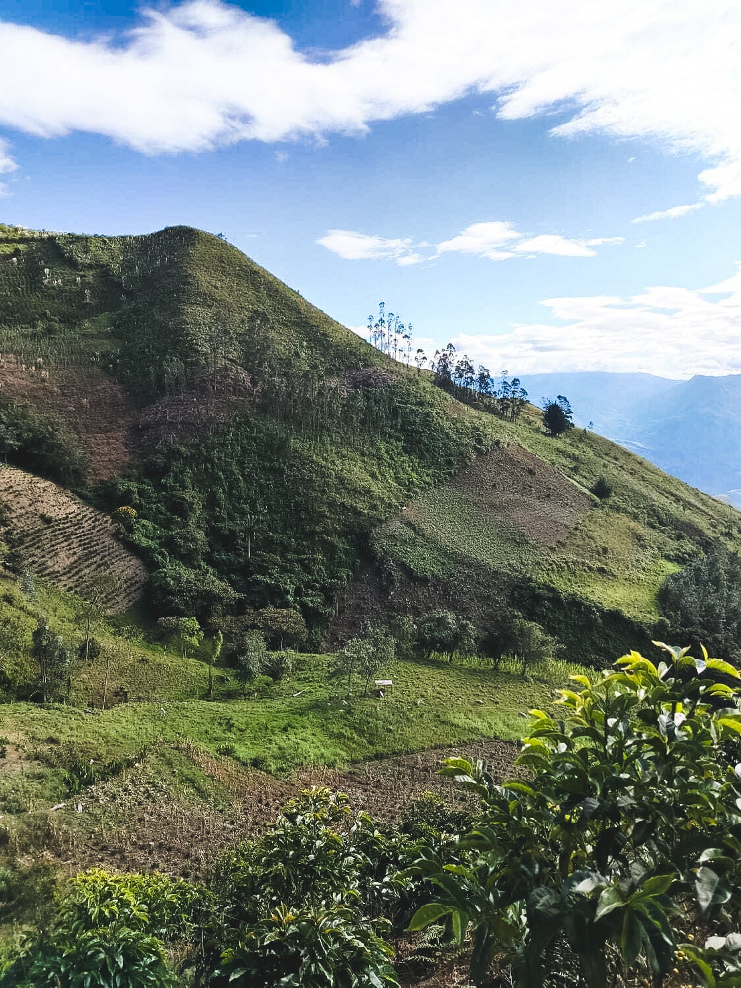 La Palta (Organic) / Washed / Peru / 250g