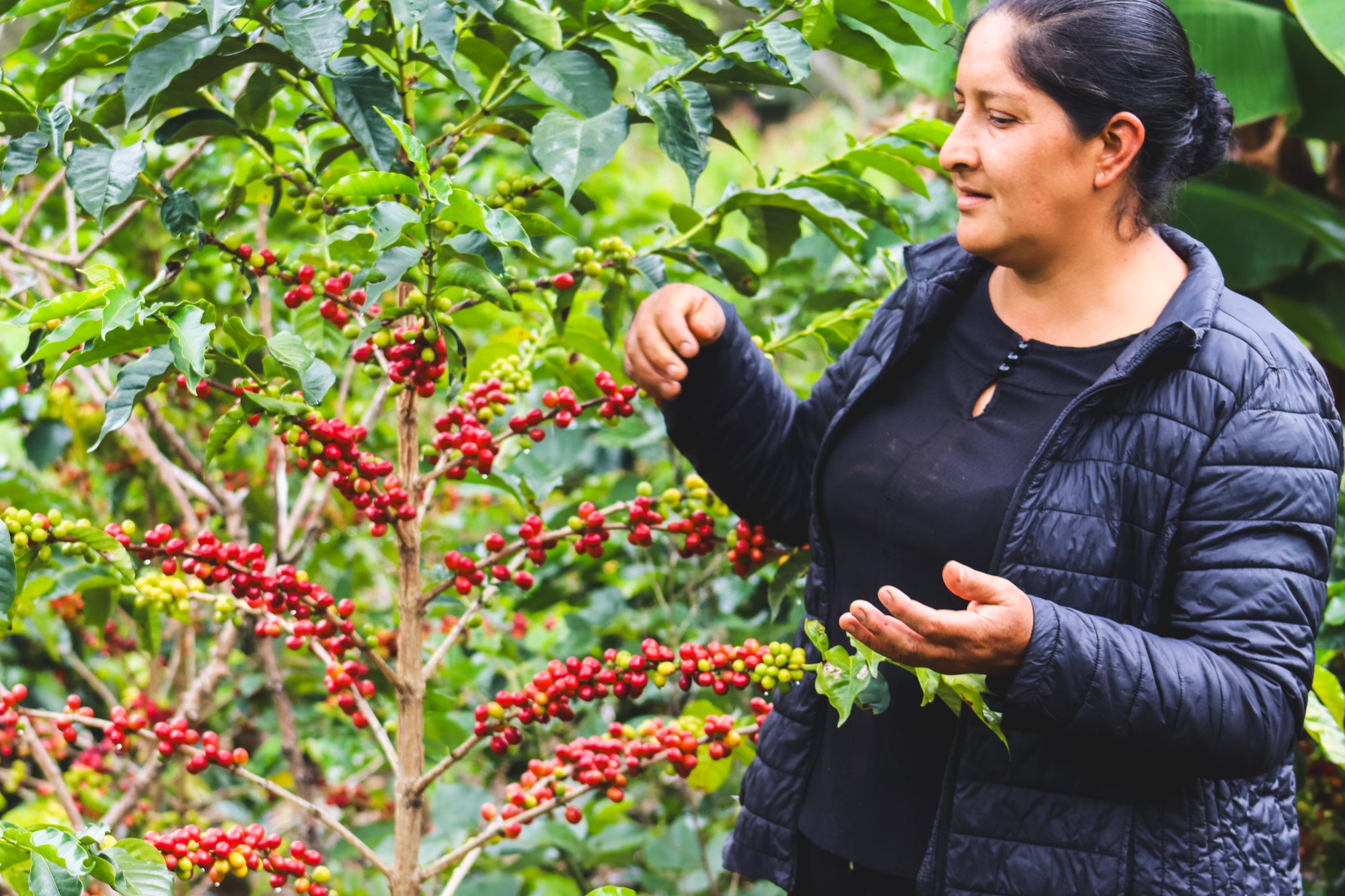 La Palta (Organic) / Washed / Peru / 250g