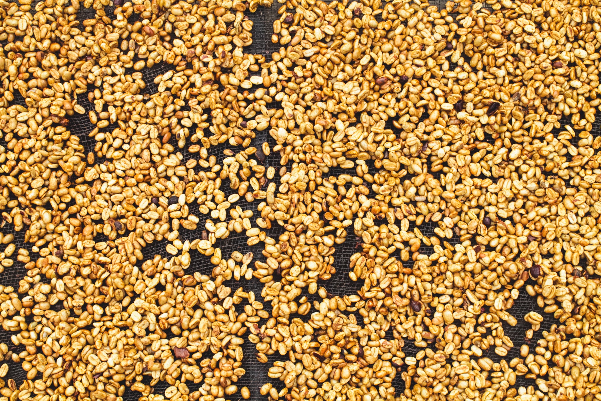 Kerinci / Honey / Indonesia / 250g