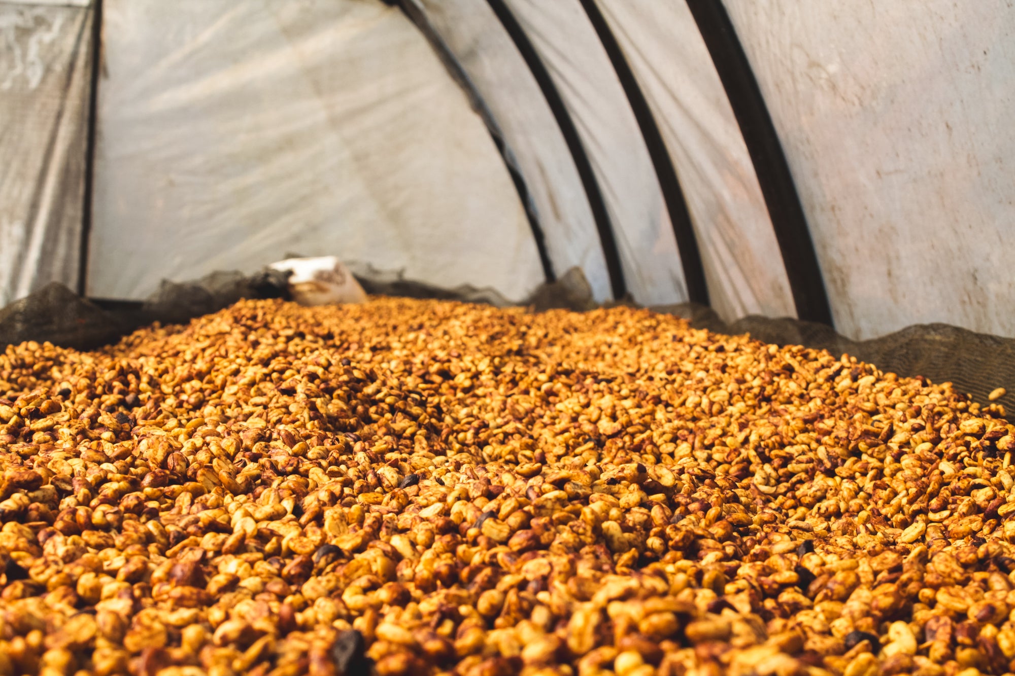 Kerinci / Honey / Indonesia / 250g