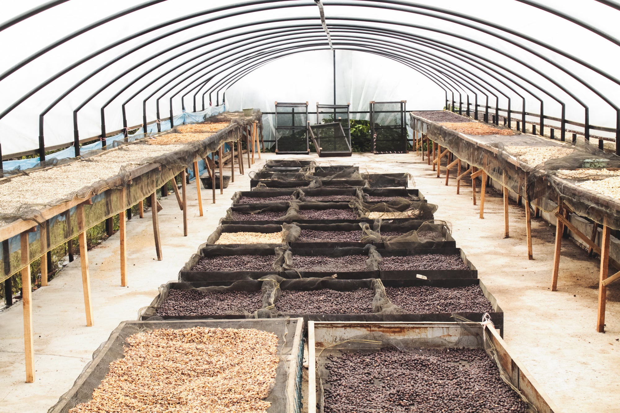 Kerinci / Honey / Indonesia / 250g