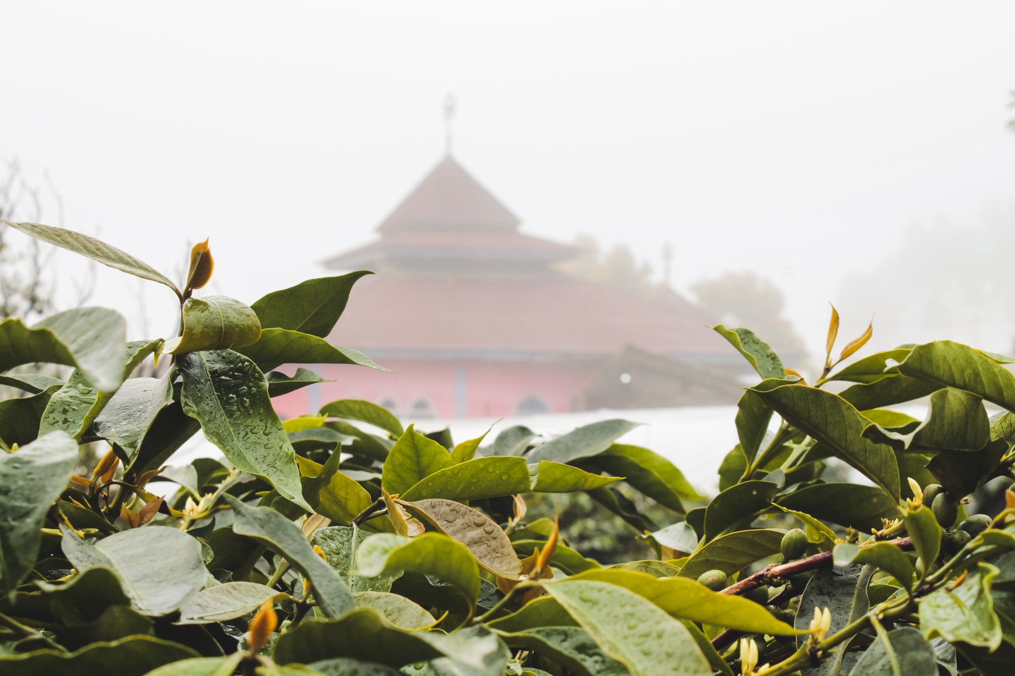 Kerinci / Honey / Indonesia / 250g