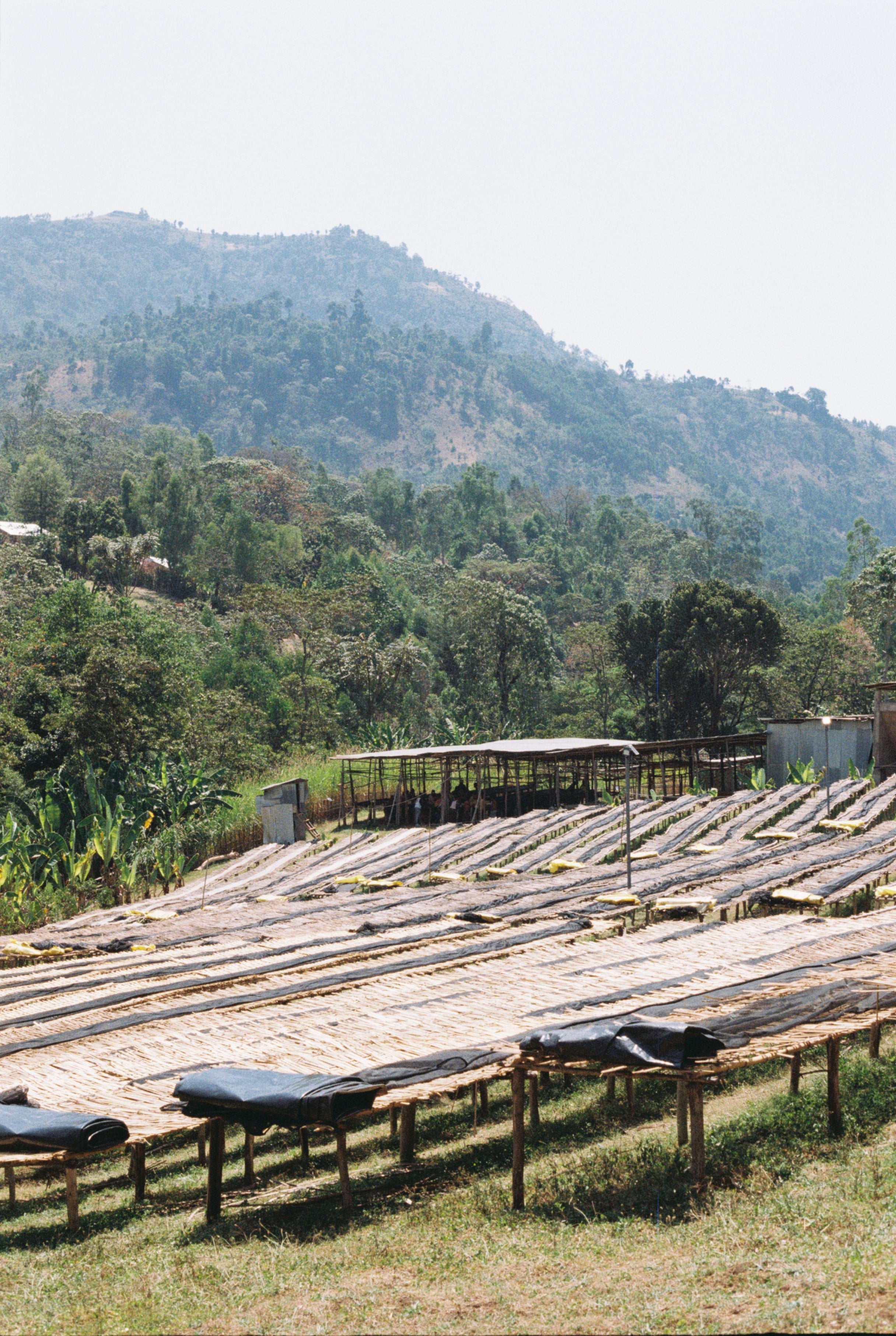 Kokosa / Washed / Ethiopia / 250g