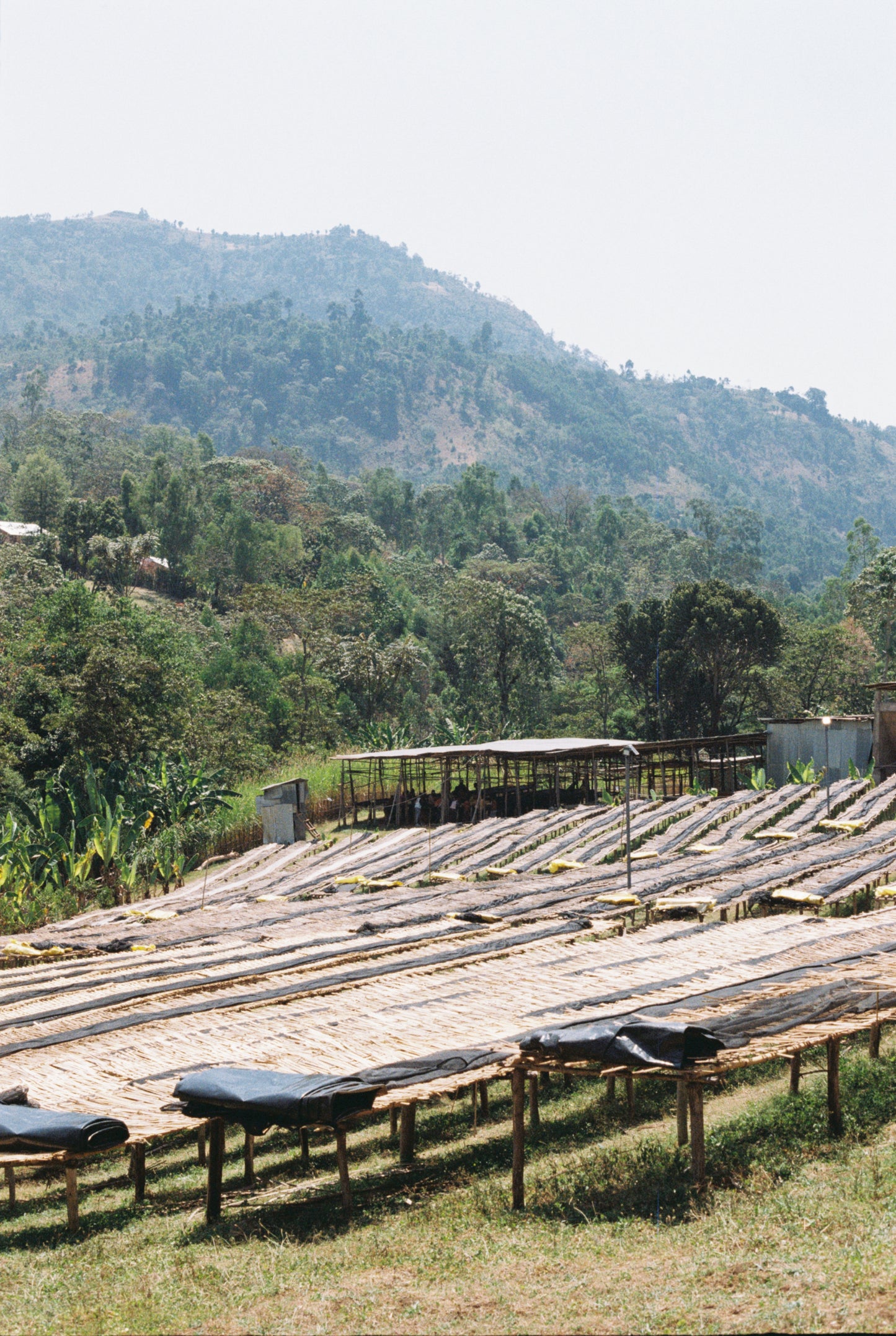 Kokosa / Washed / Ethiopia / 250g