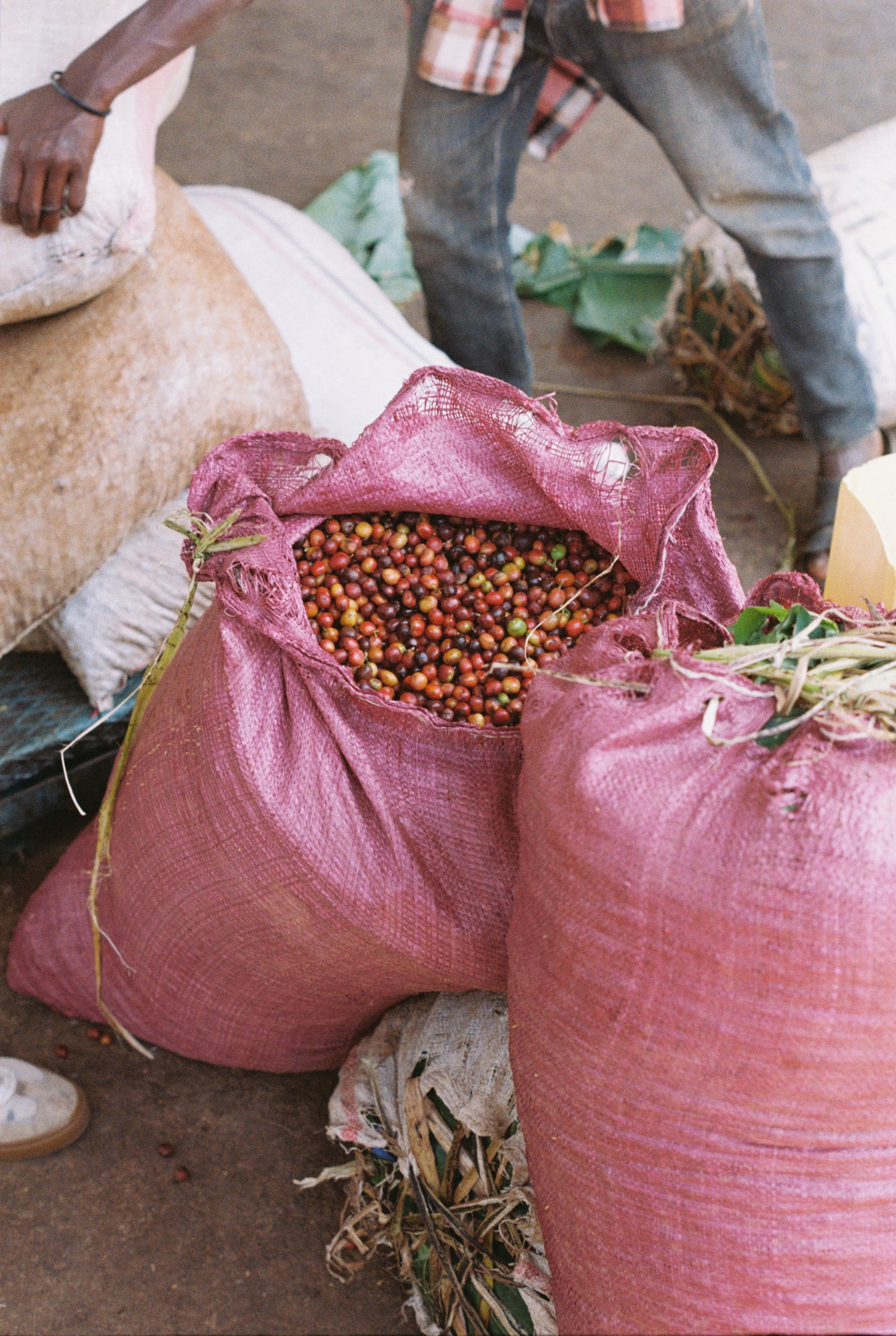 Kokosa / Washed / Ethiopia / 250g