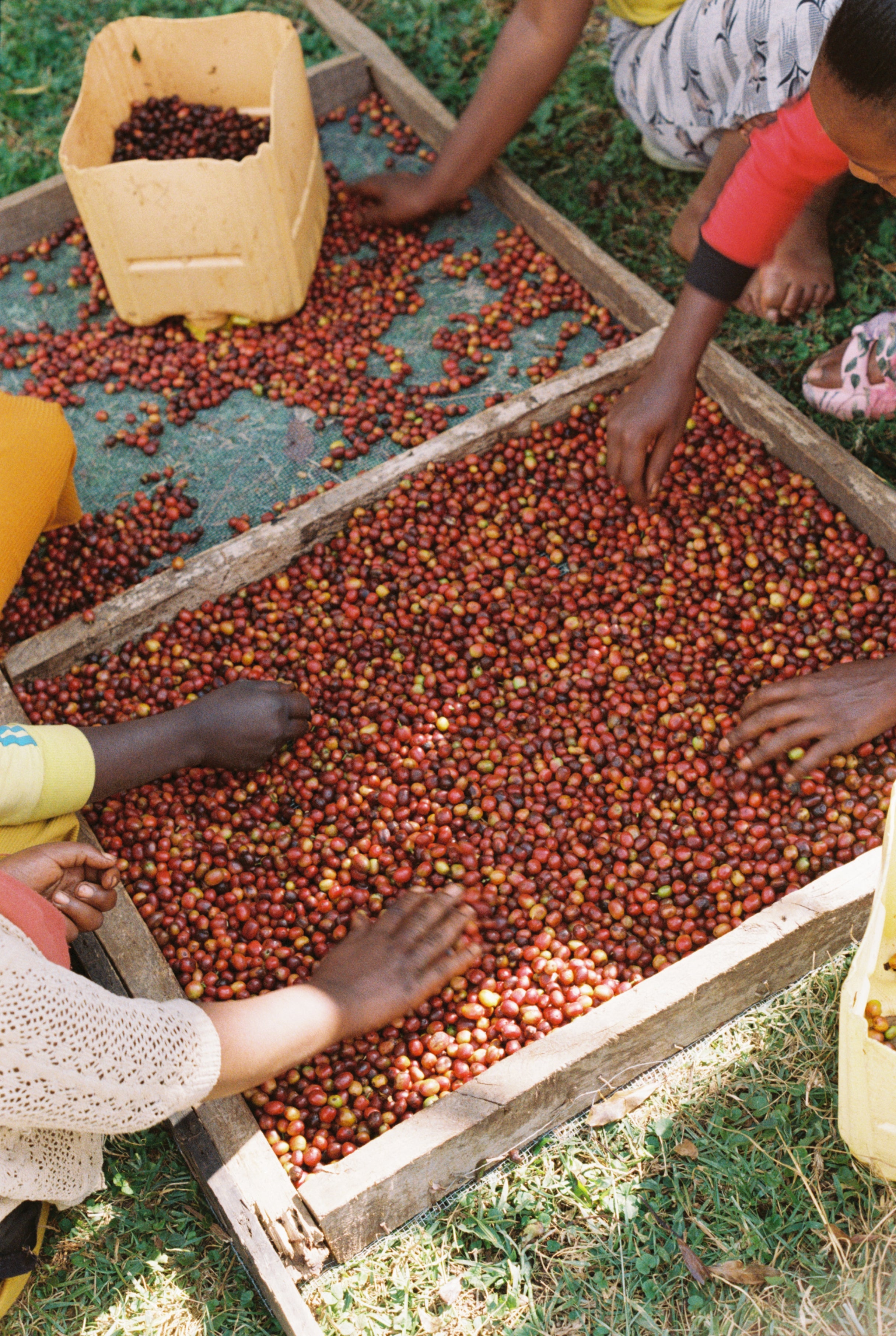 Kokosa / Washed / Ethiopia / 250g