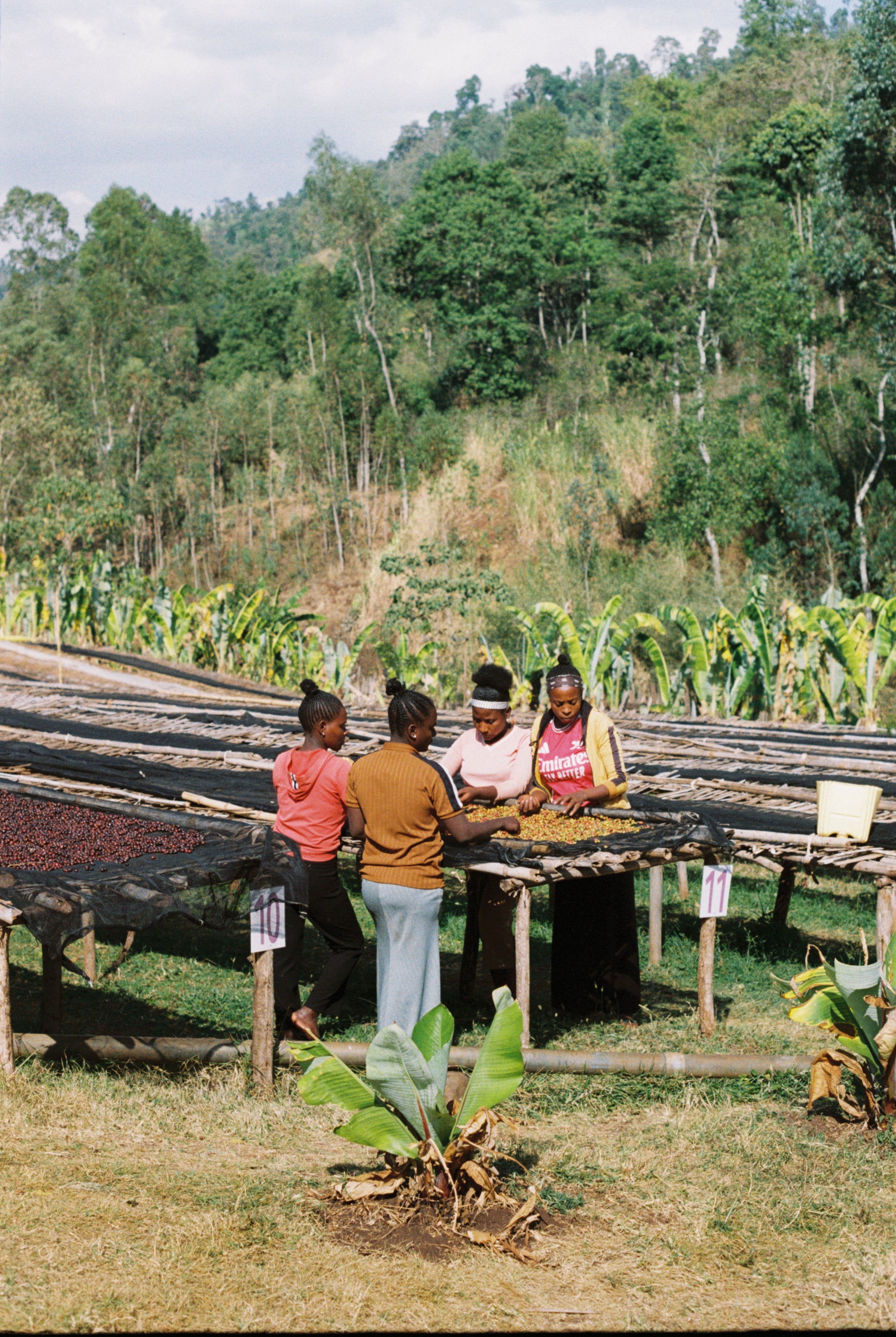 Kokosa / Washed / Ethiopia / 250g