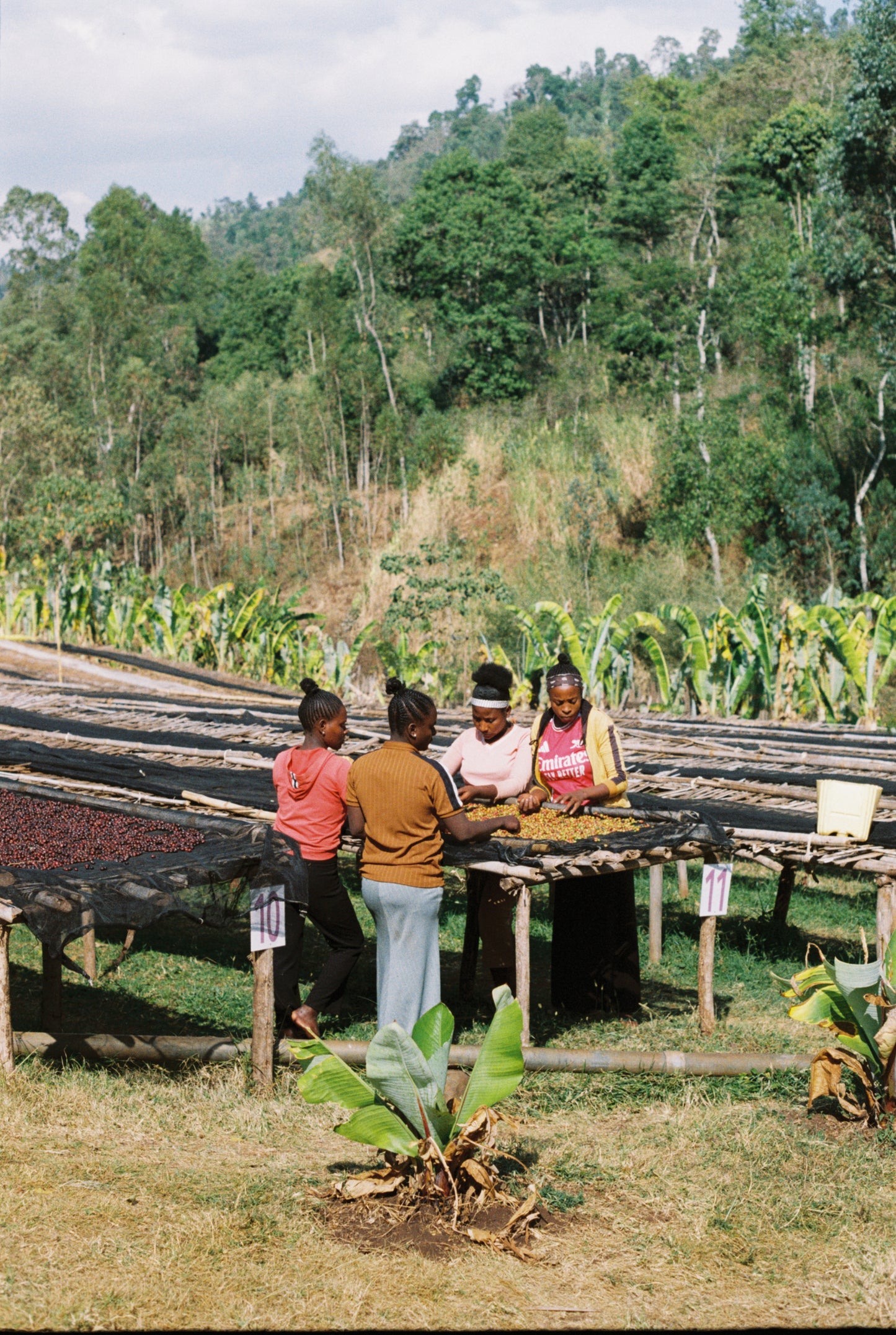 Kokosa / Washed / Ethiopia / 250g