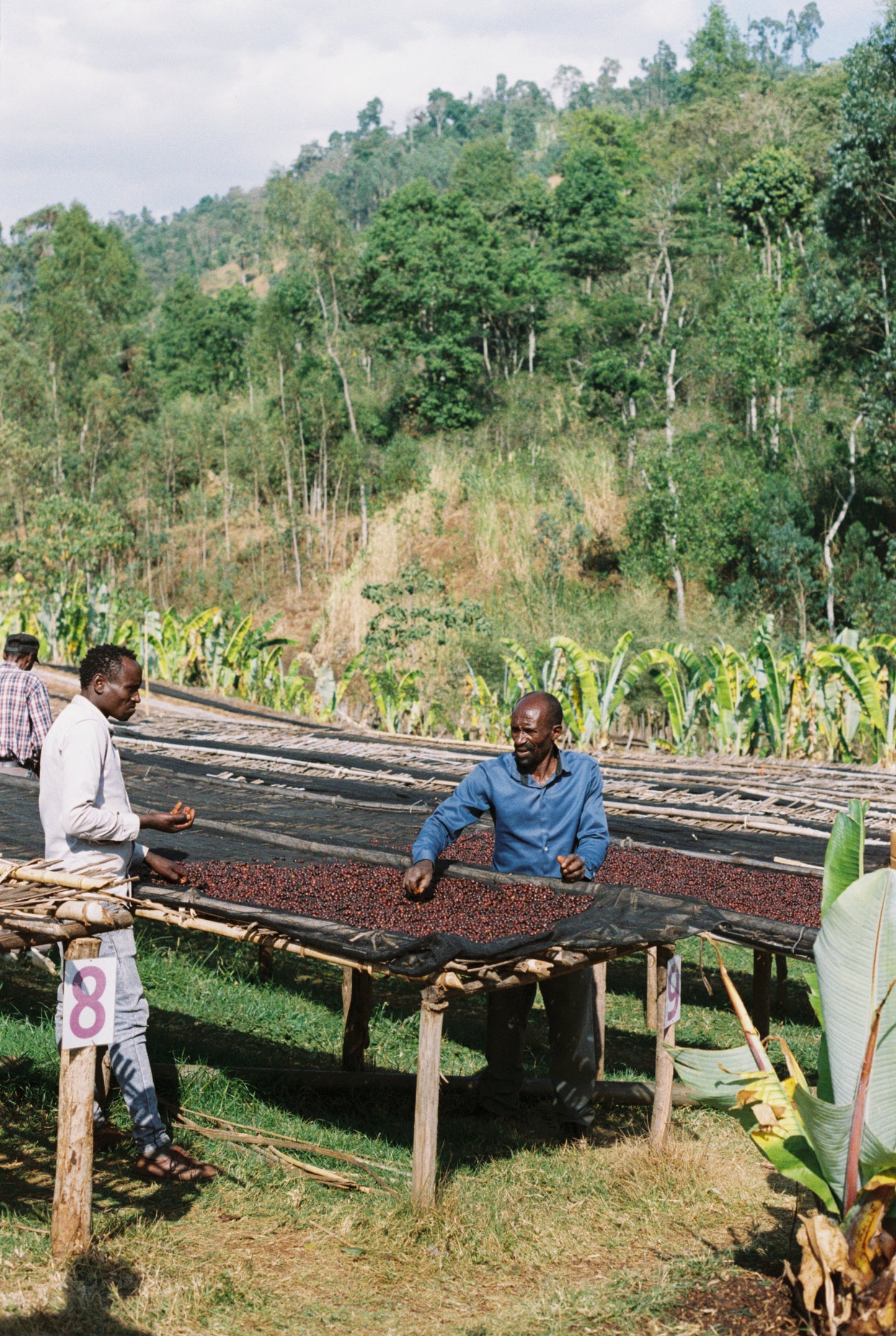 Kokosa / Washed / Ethiopia / 250g