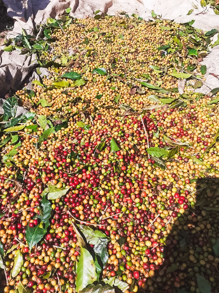 Sitio Fazendinha Espresso / Natural / Brazil 250g