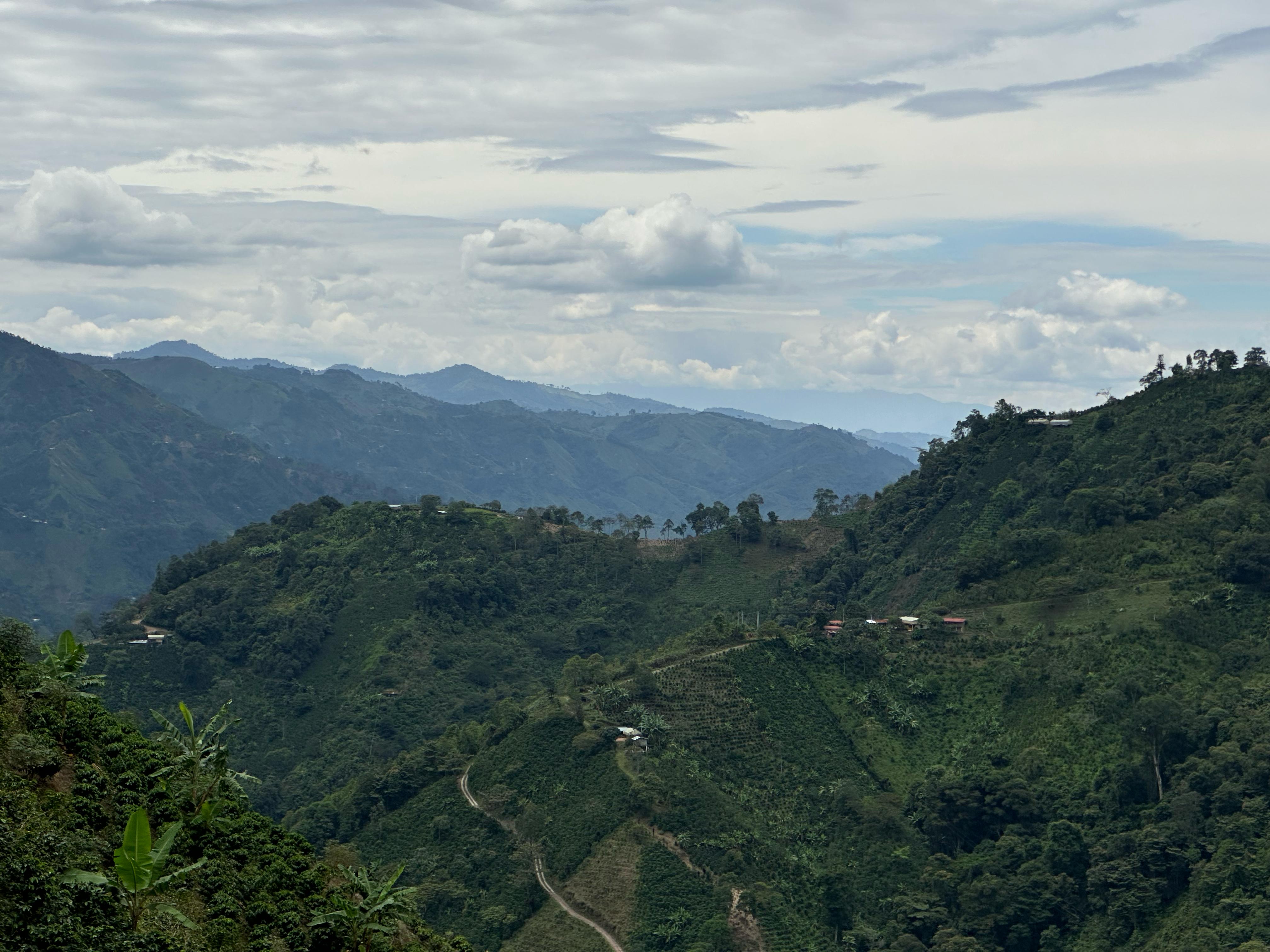 Christmas Coffee / Didimo Guzman / Washed / Colombia / 250g