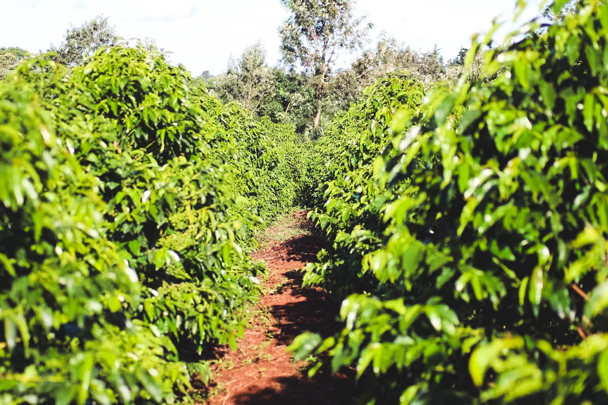 Kamagogo / Washed / Kenya / 250g