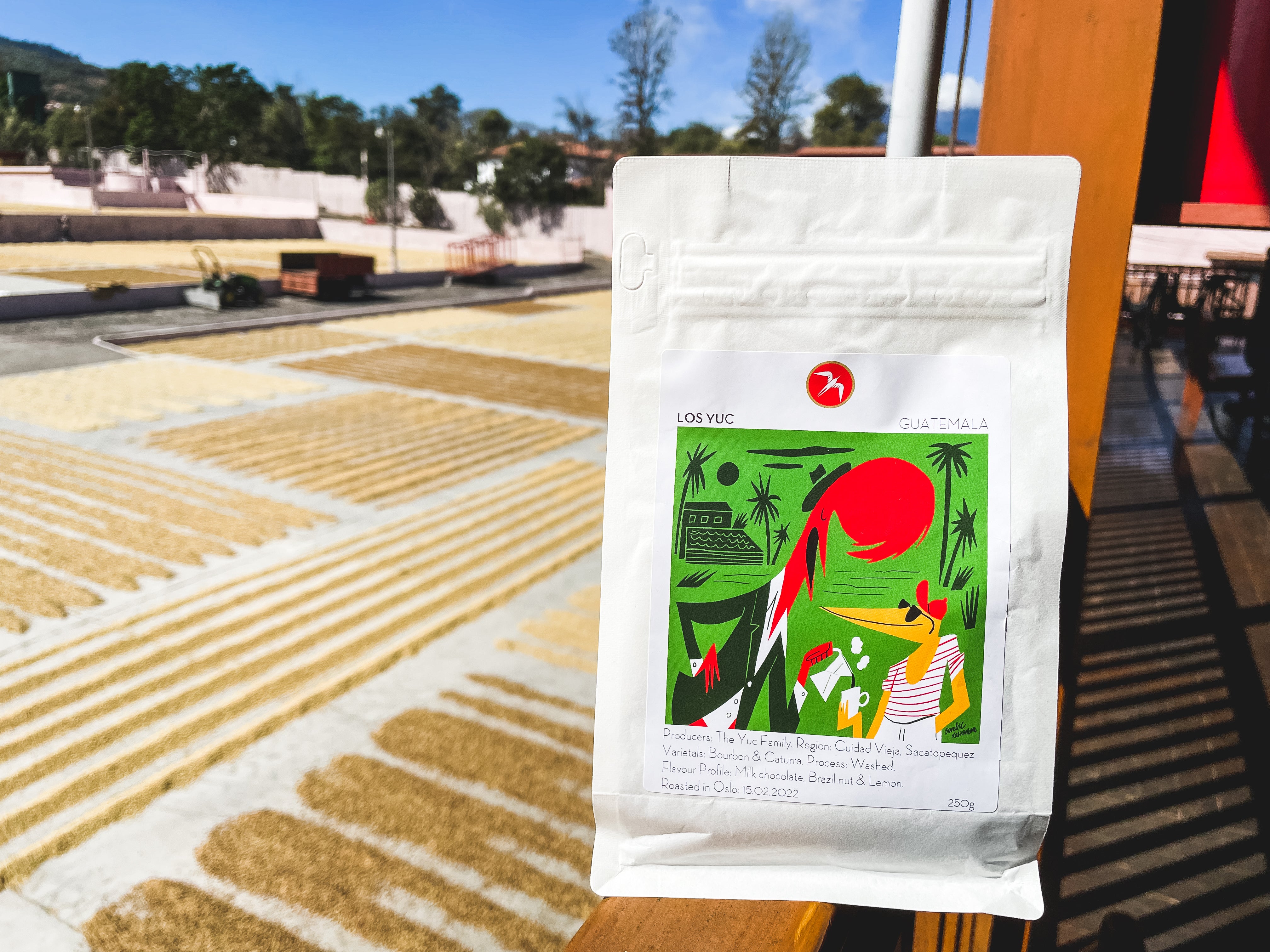 Los Yuc  / Washed / Guatemala / 250g