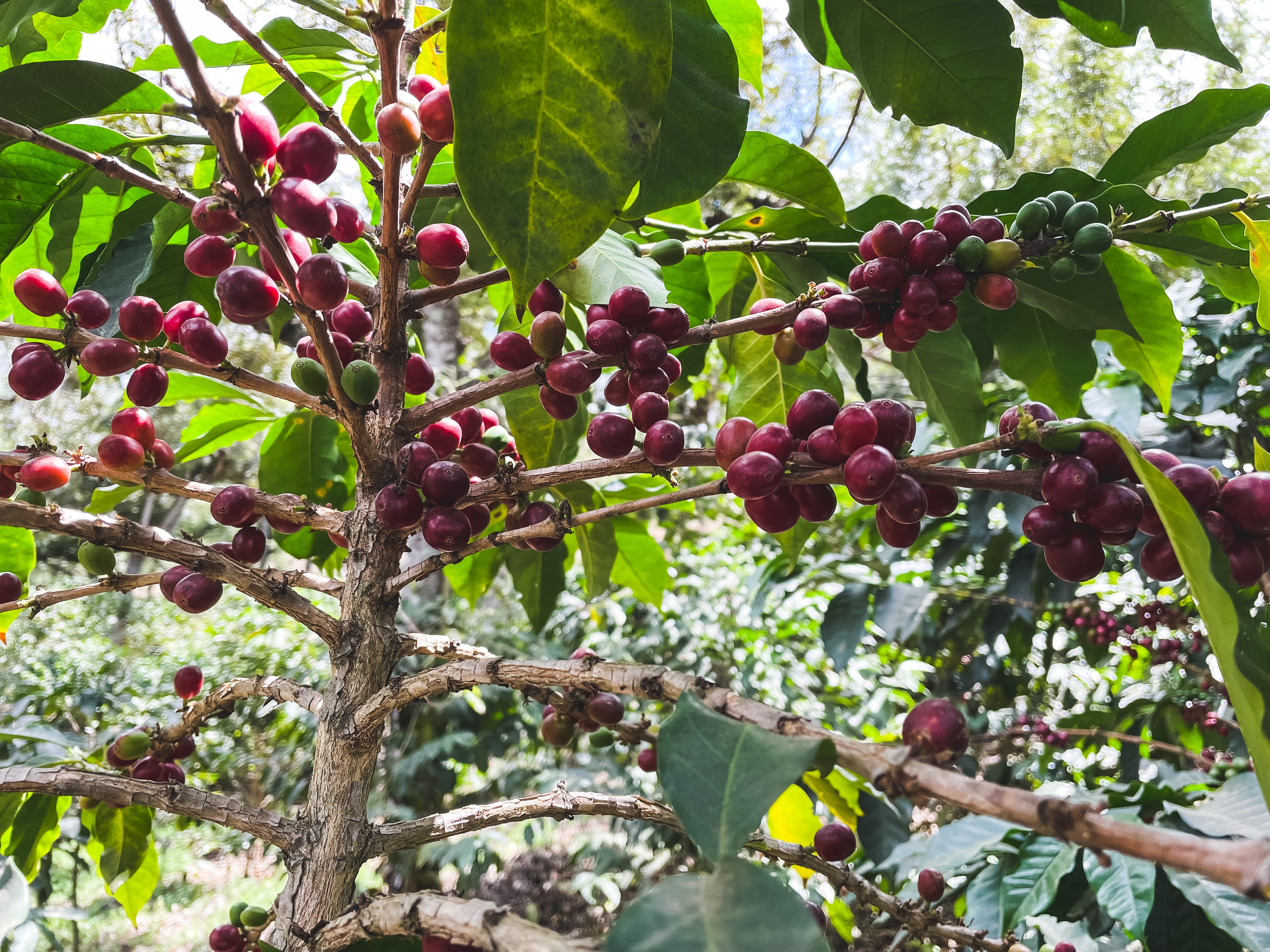 Los Yuc  / Washed / Guatemala / 250g