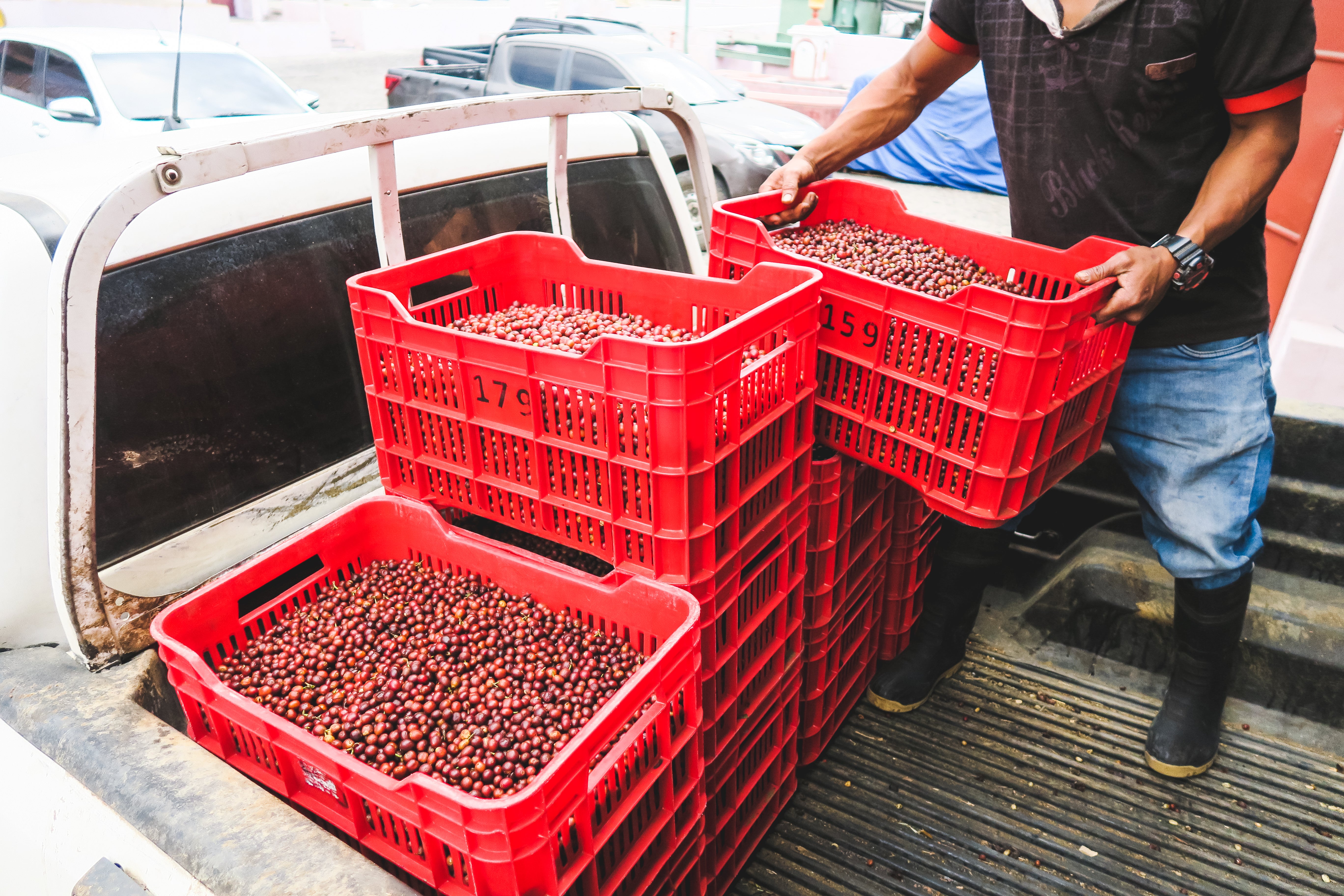 Los Yuc  / Washed / Guatemala / 250g