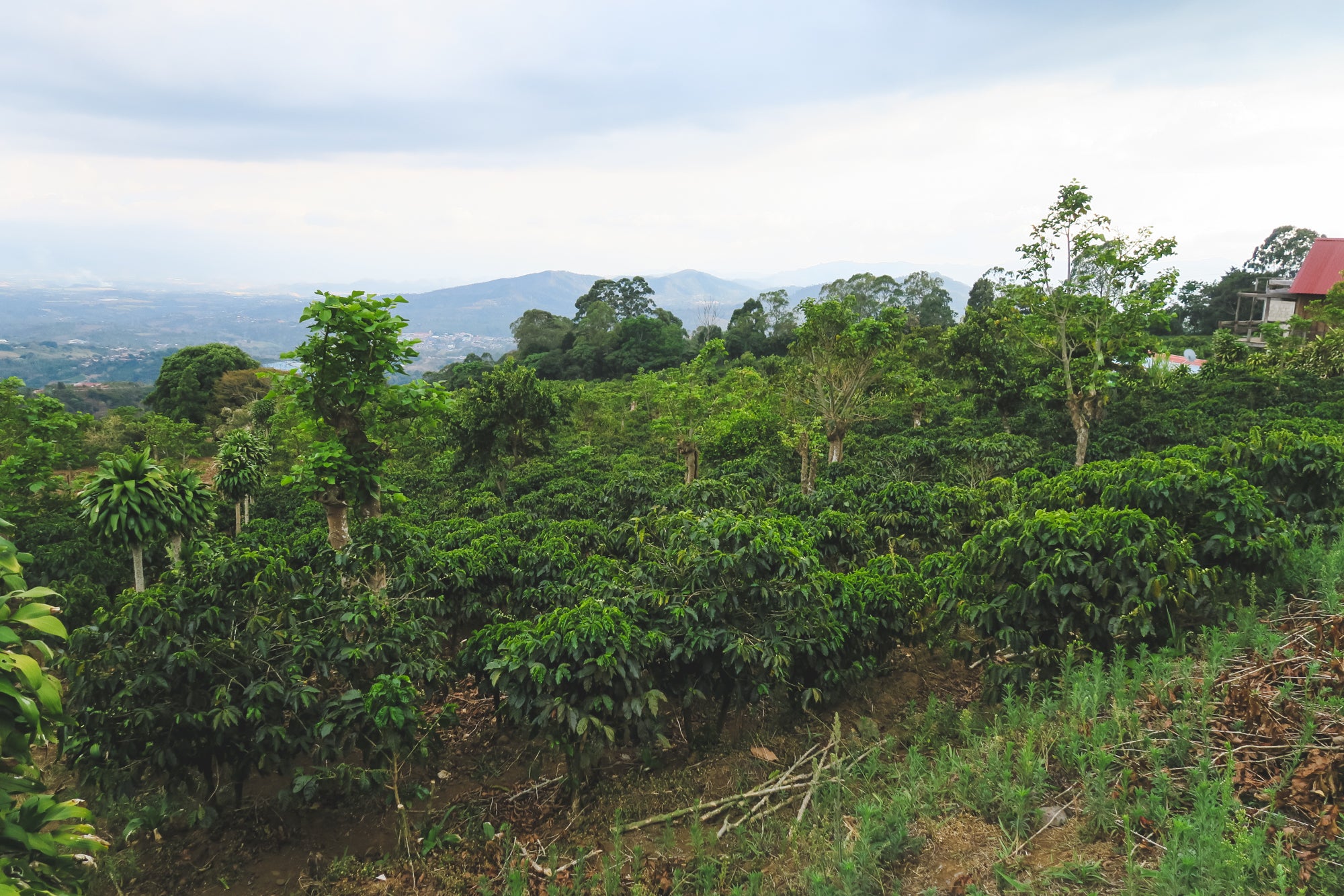 Christmas Coffee / Jaime Cardenas / Honey / Costa Rica / 250g